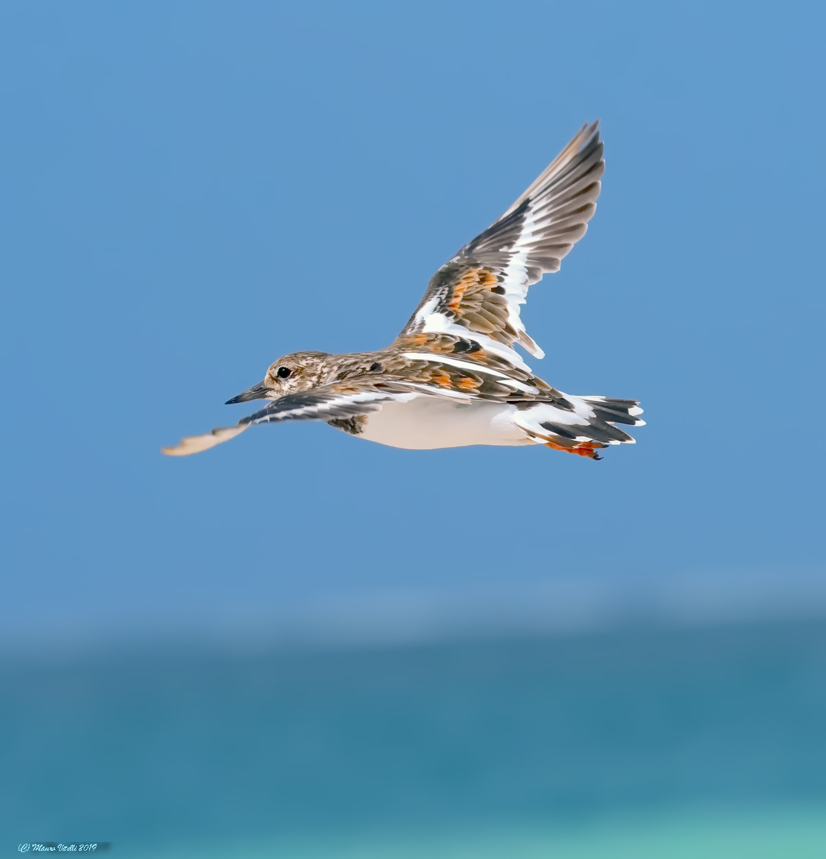 Voltapietre (Arenaria interpres)