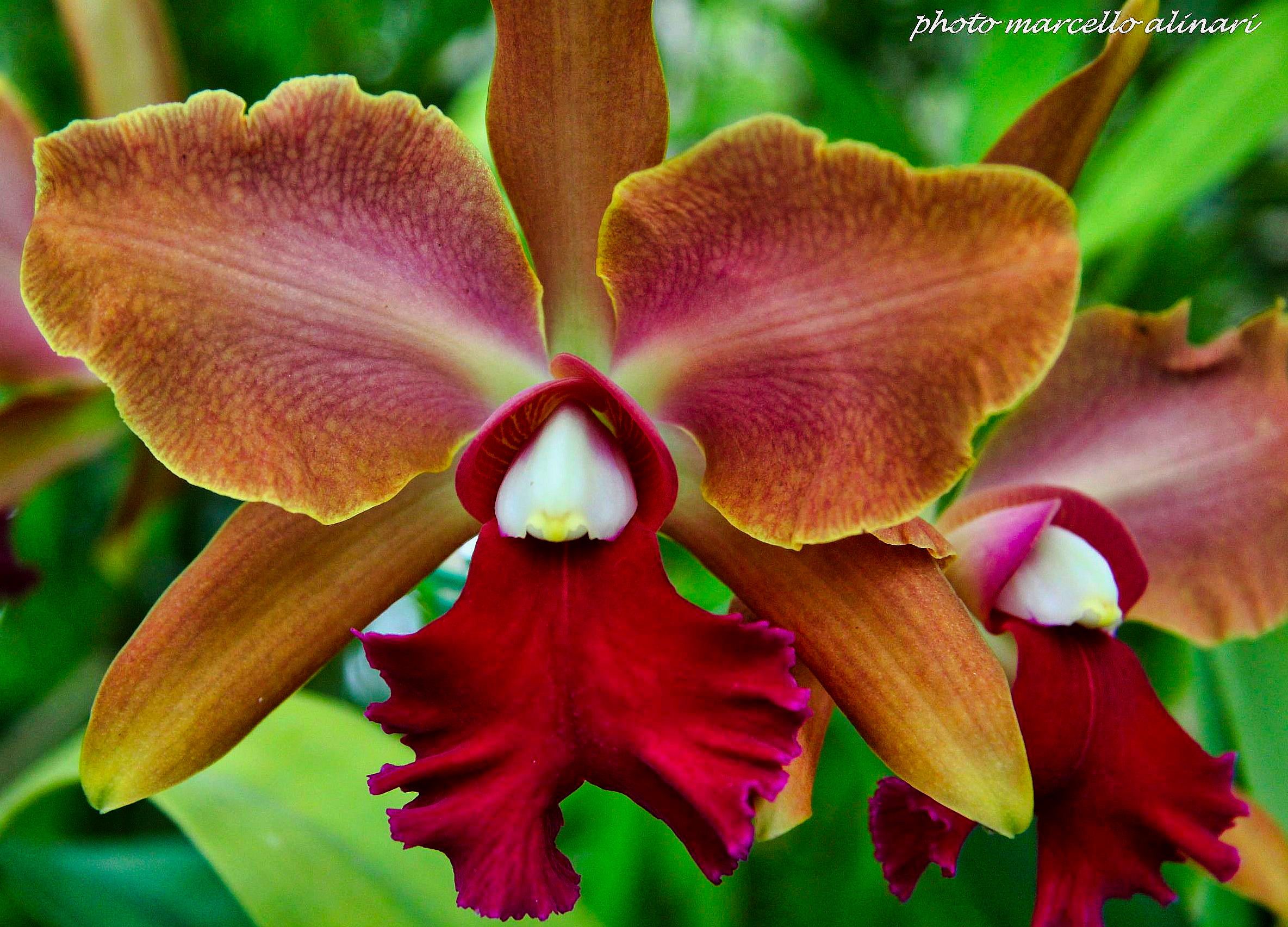 un'orchidea fuori dal comune