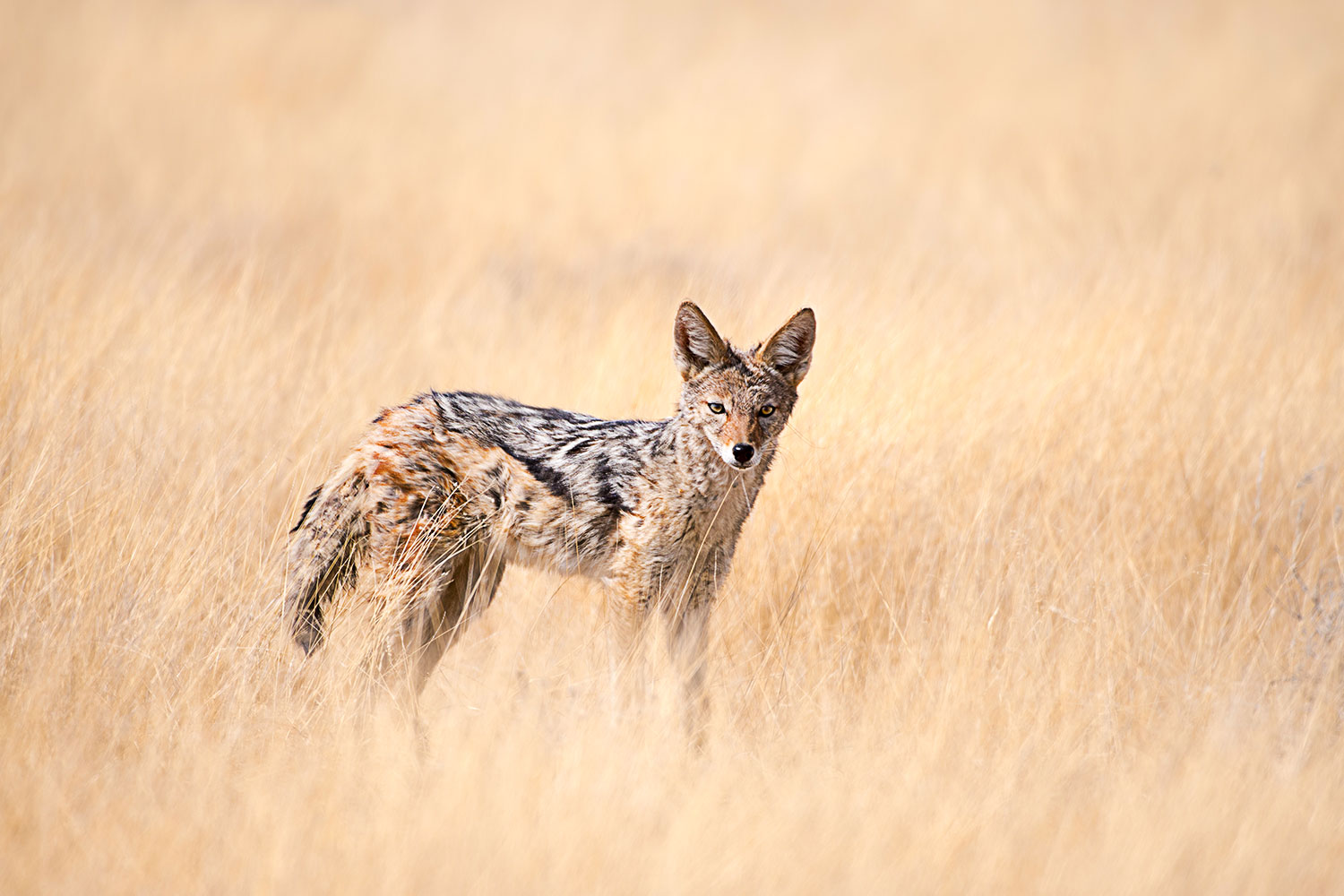Sciacallo nella Savana