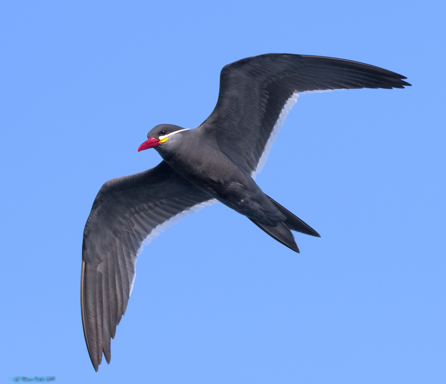 Inca Sterna (Larosterna Inca) Paracas (Peru)