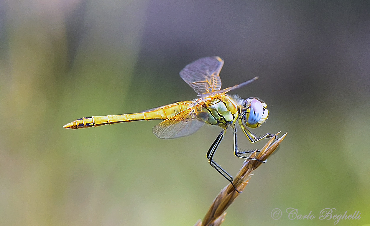 Sympetrum fonscolombii female
