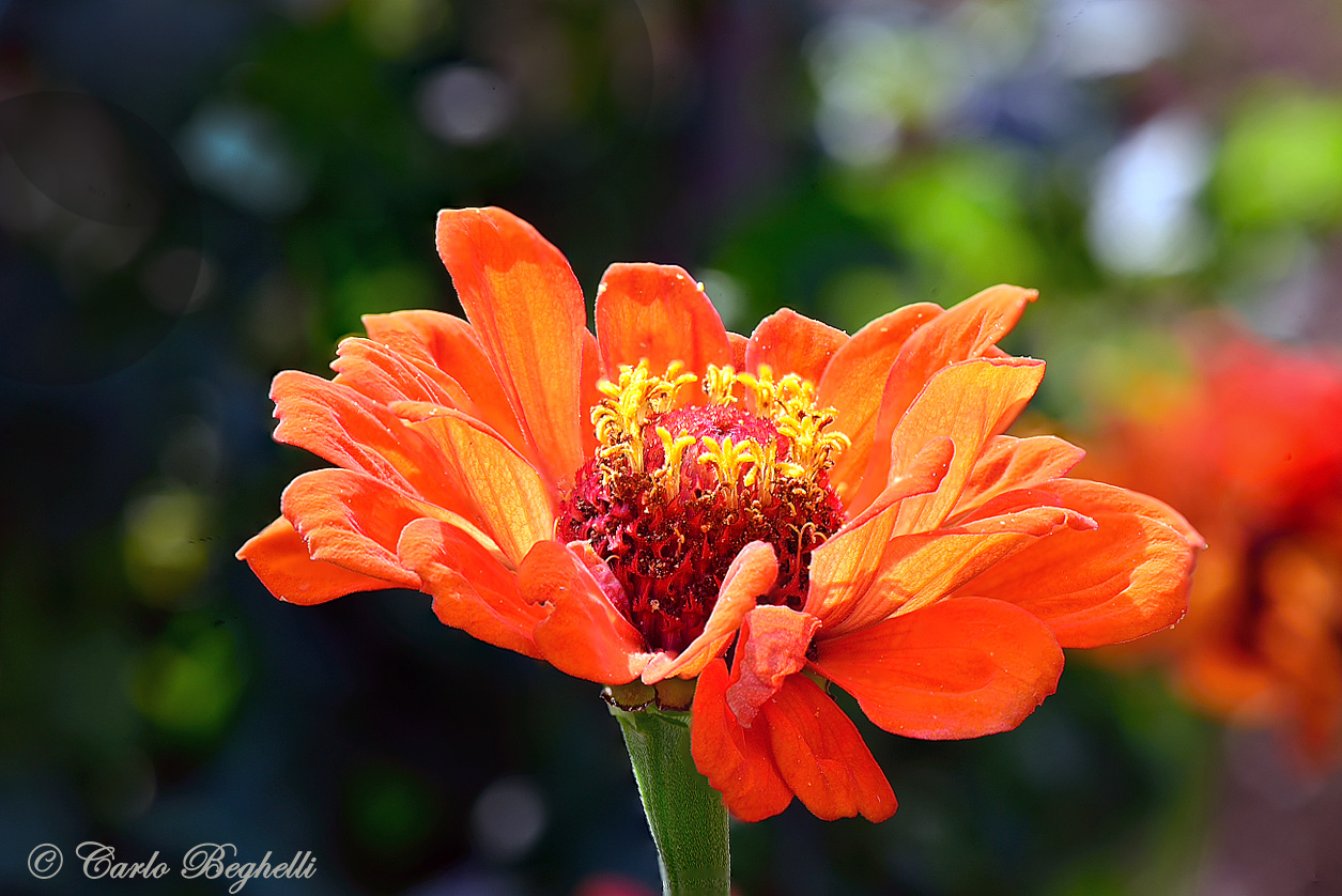 Zinnia