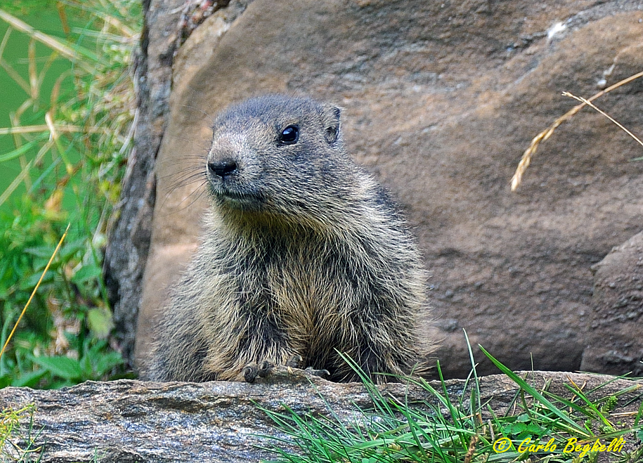 Marmotta