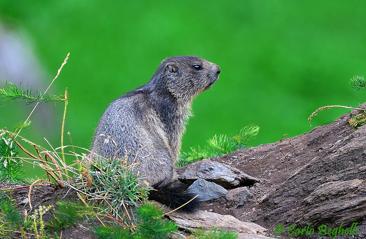 Marmotta pensierosa