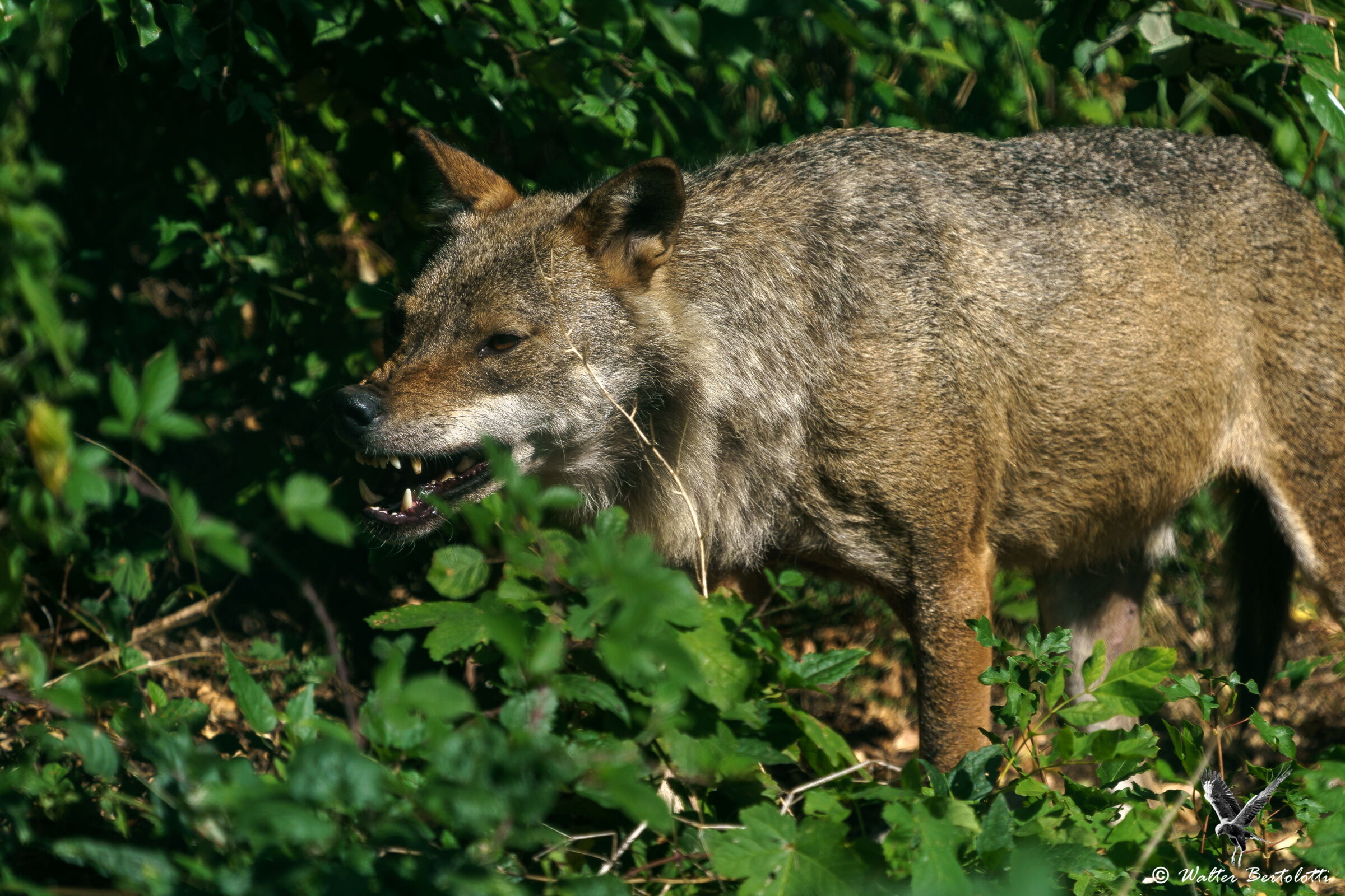 solo un'avvertimento
