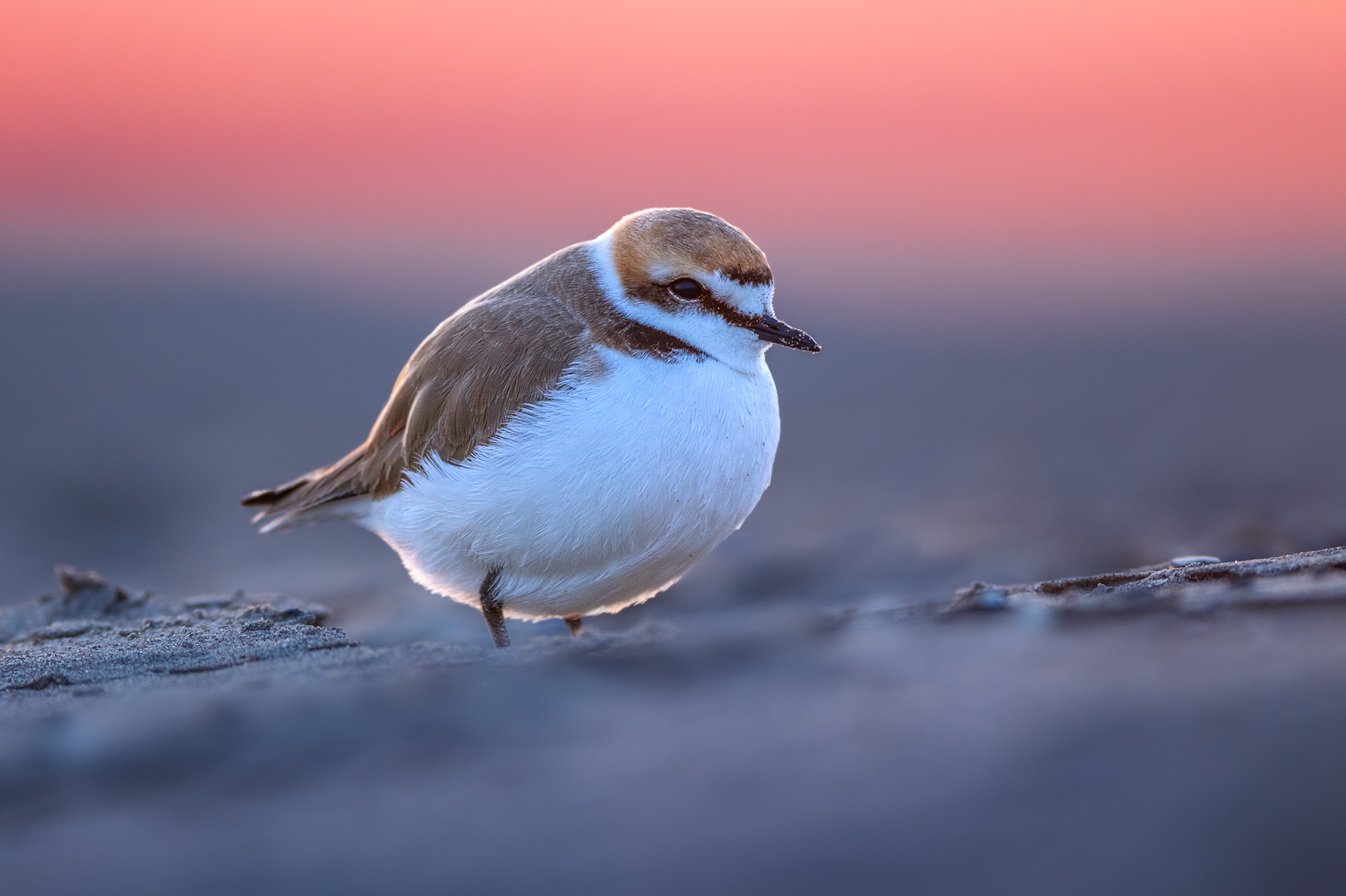 Fratino in a special sunset