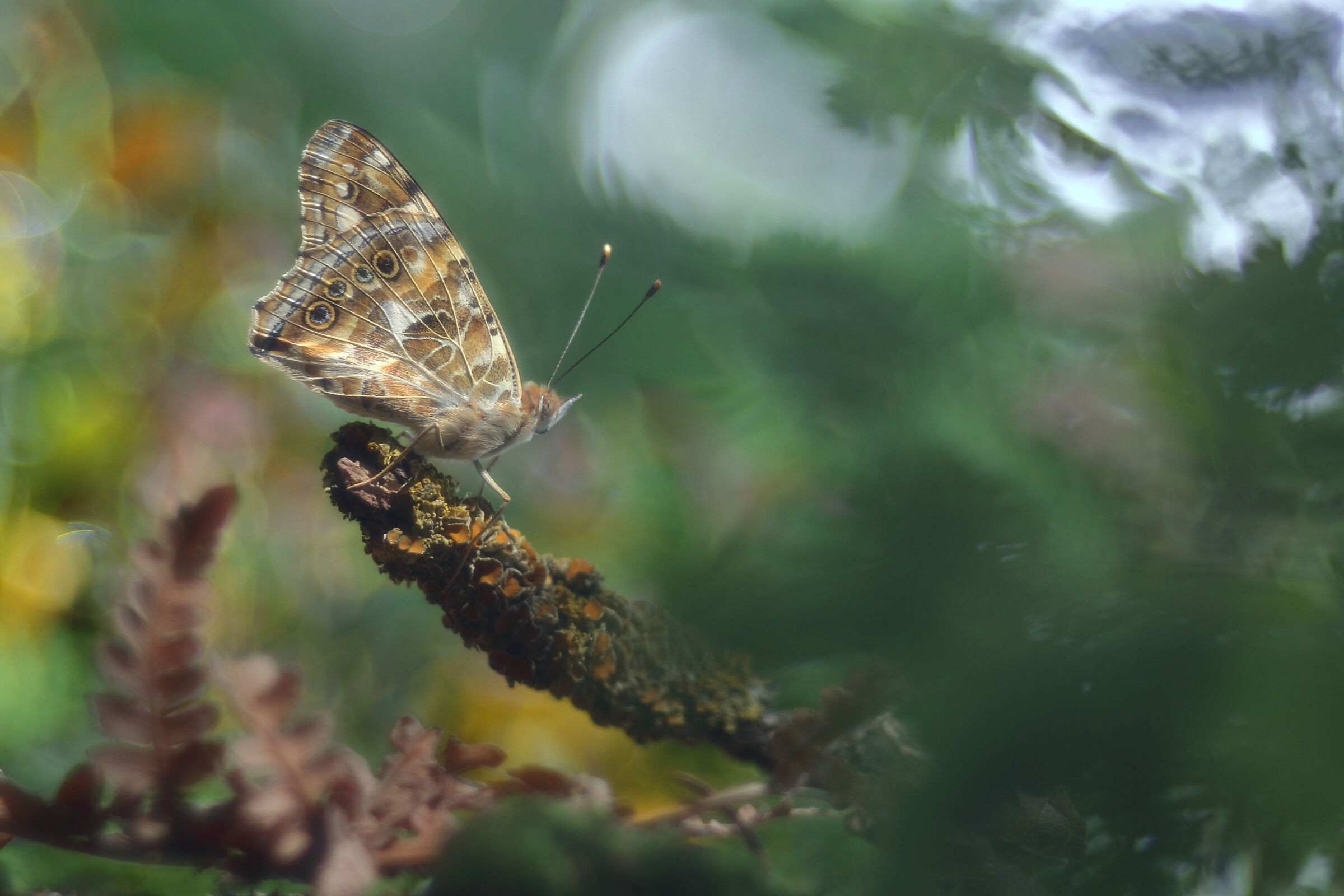 Vanessa Cardui Fantasy II