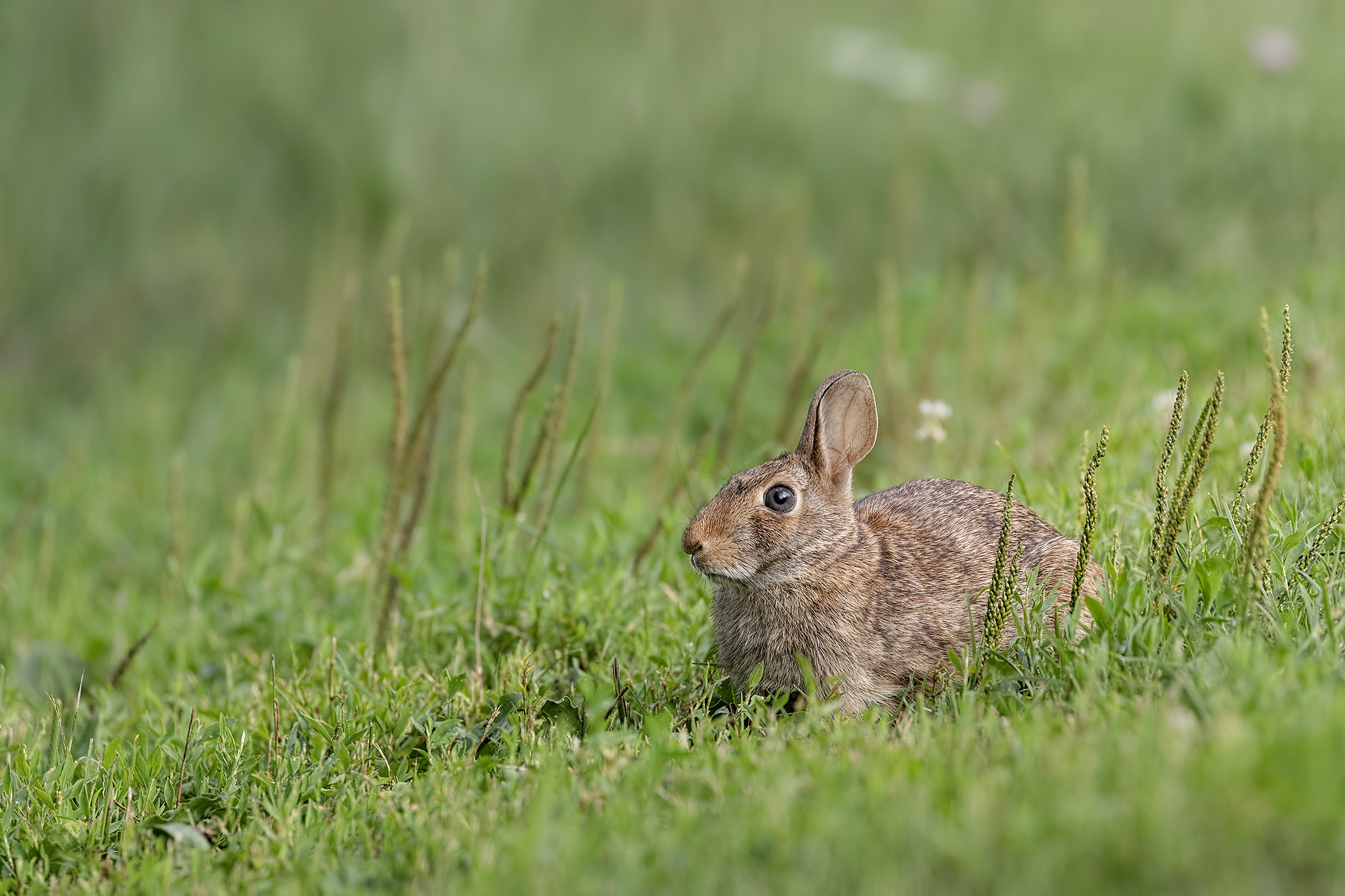 Standing still, no one will see me!!