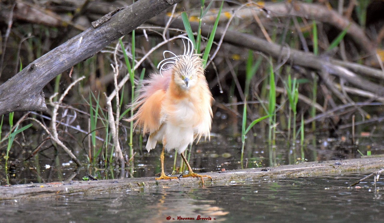 sgarza ciuffetto scapigliata