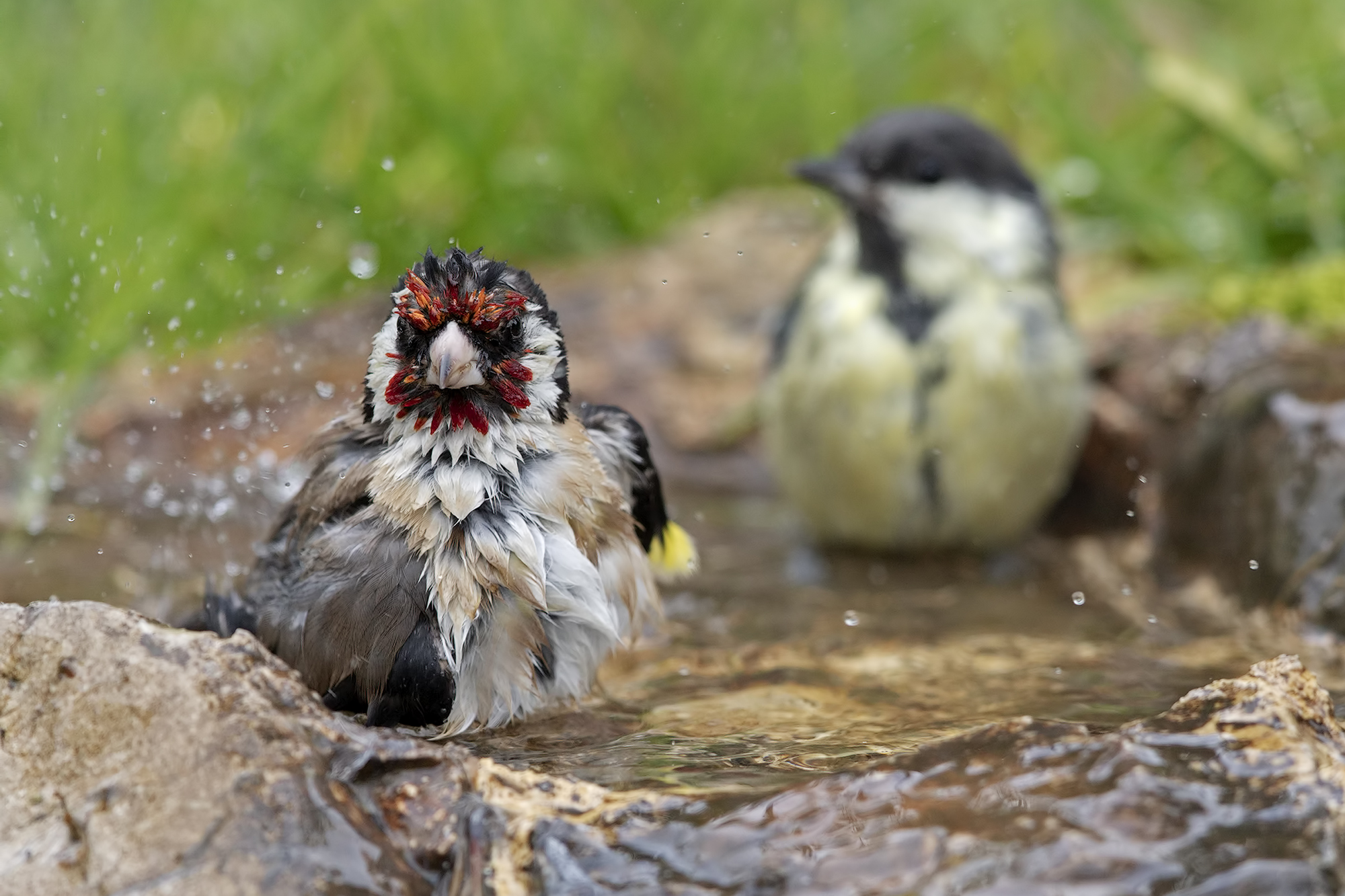 In fila per il bagno