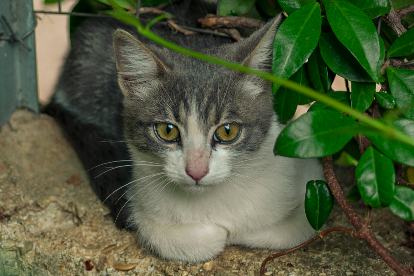 il gatto eletto a sostituto di latte