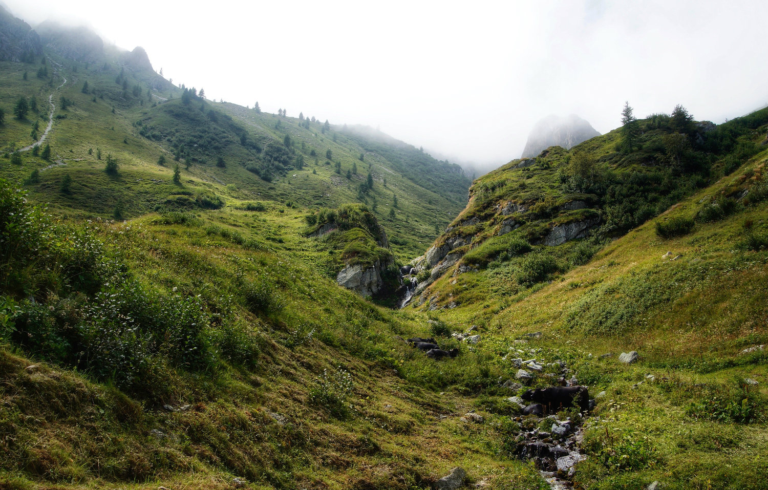 Dove osano le bufale