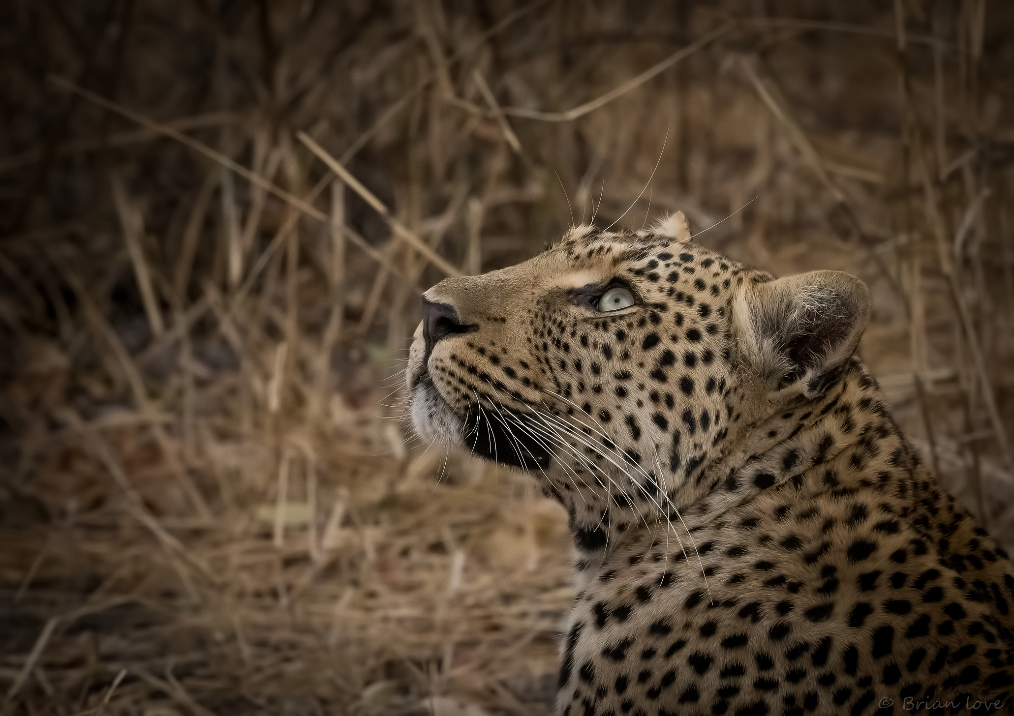 Tiyani la Dea dagli occhi azzurri!