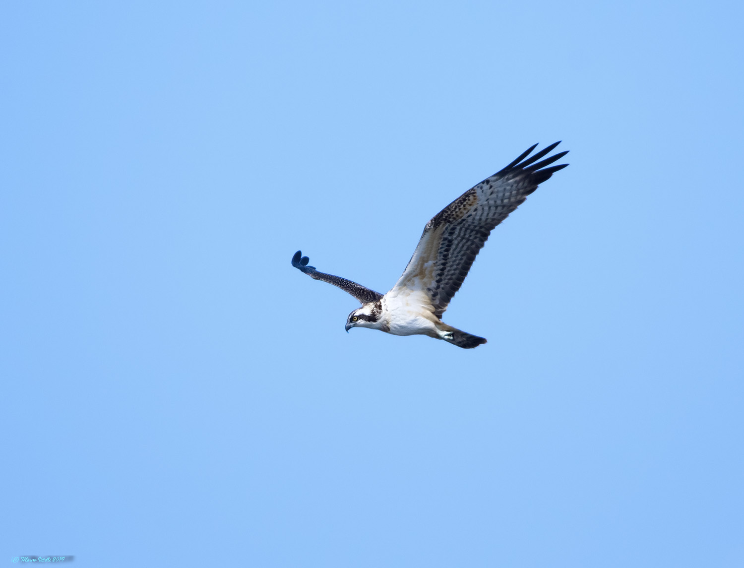 Angled Falcon (Pandion haliaetus)