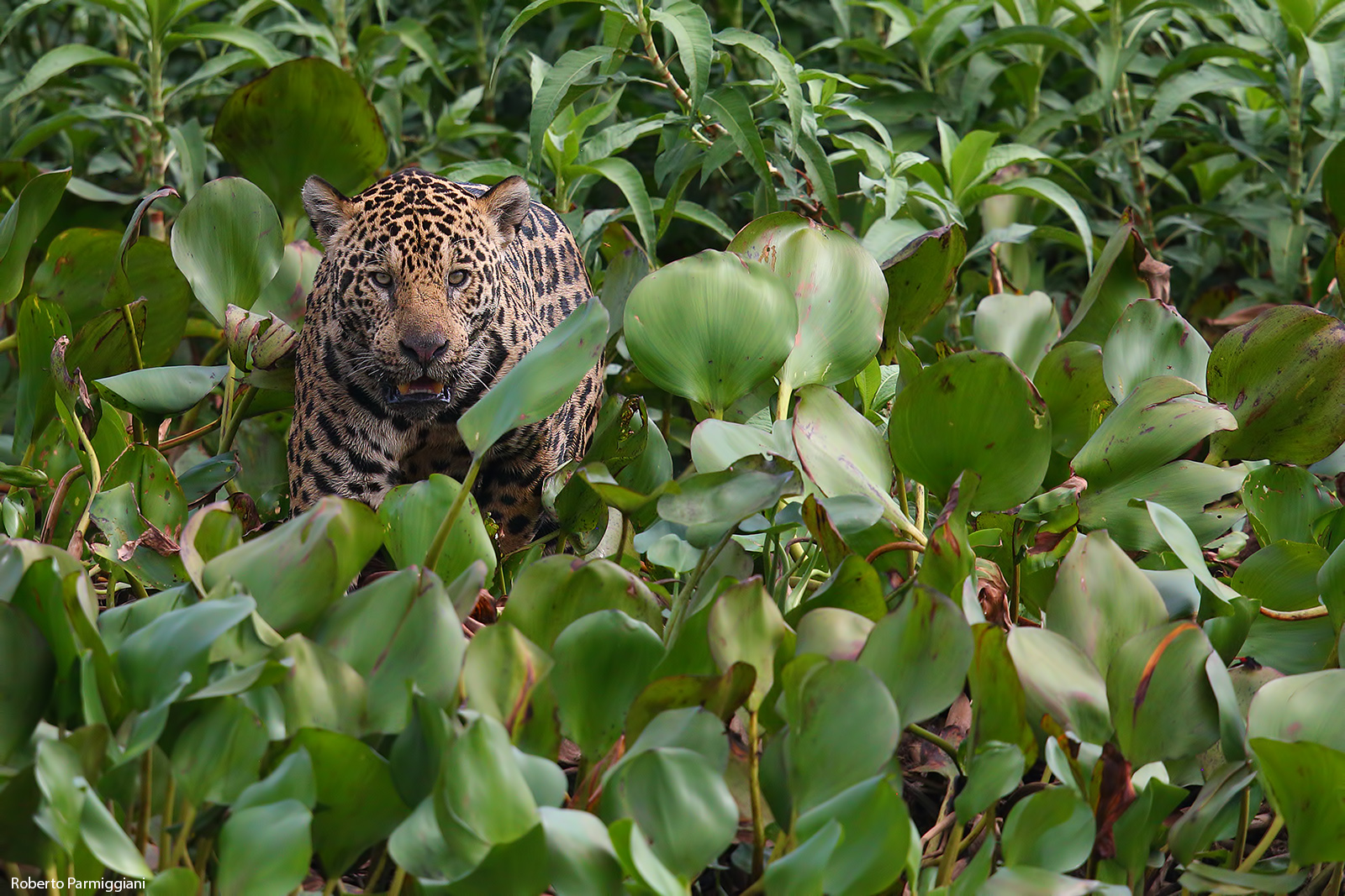 Giaguaro in caccia face to face