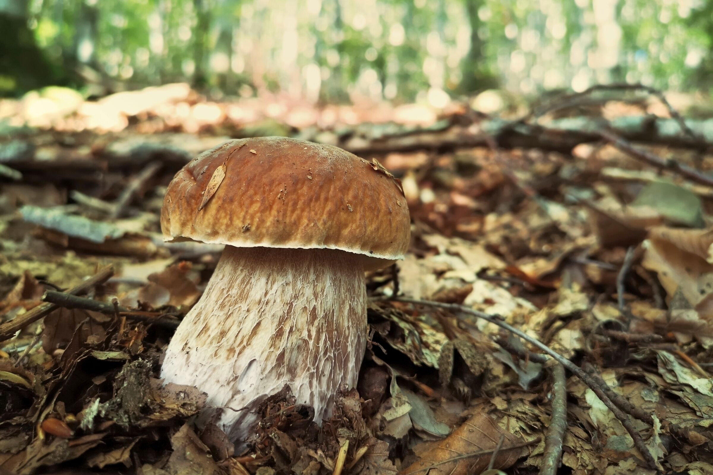 The delights of the woods.