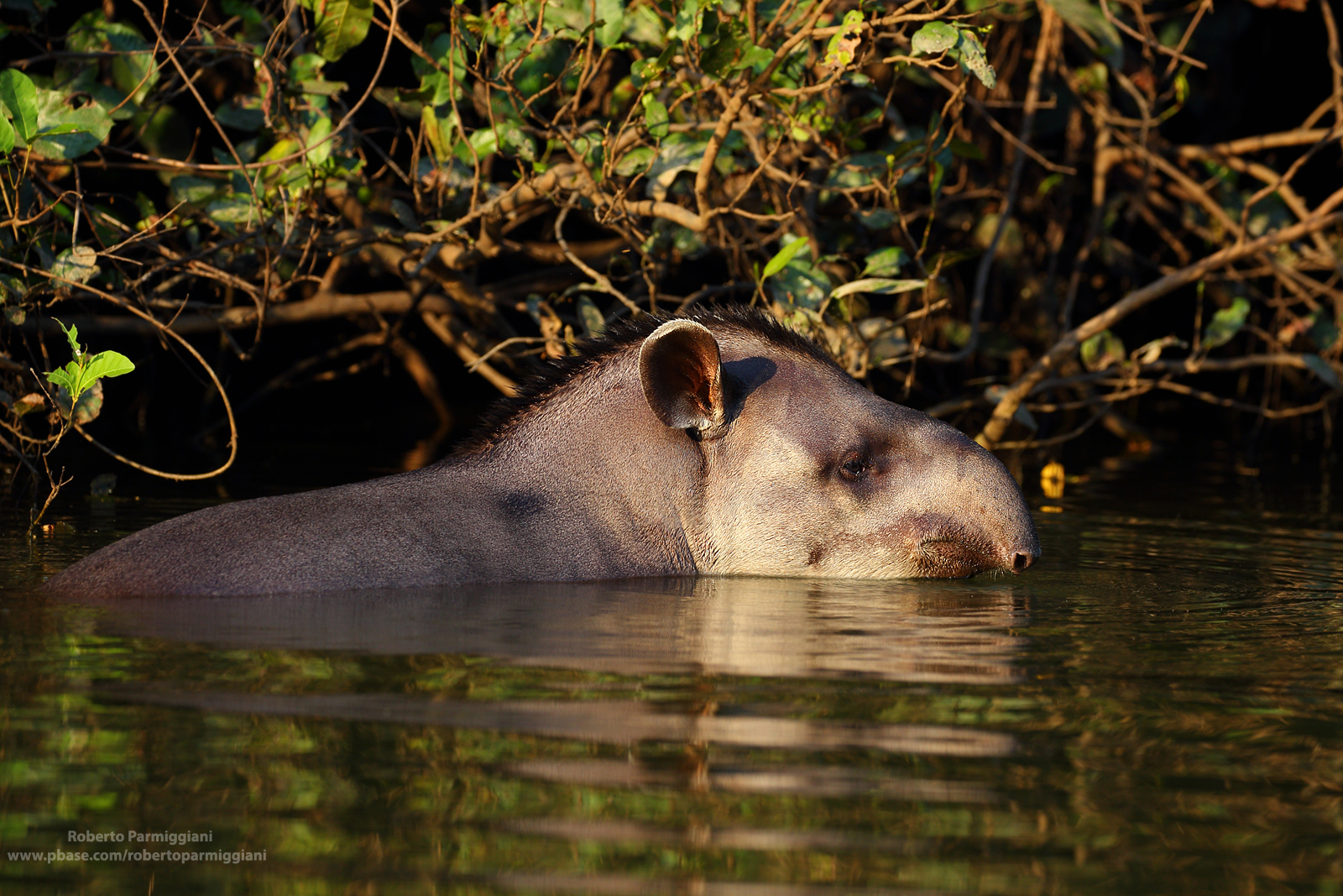 Ultima luce con tapiro