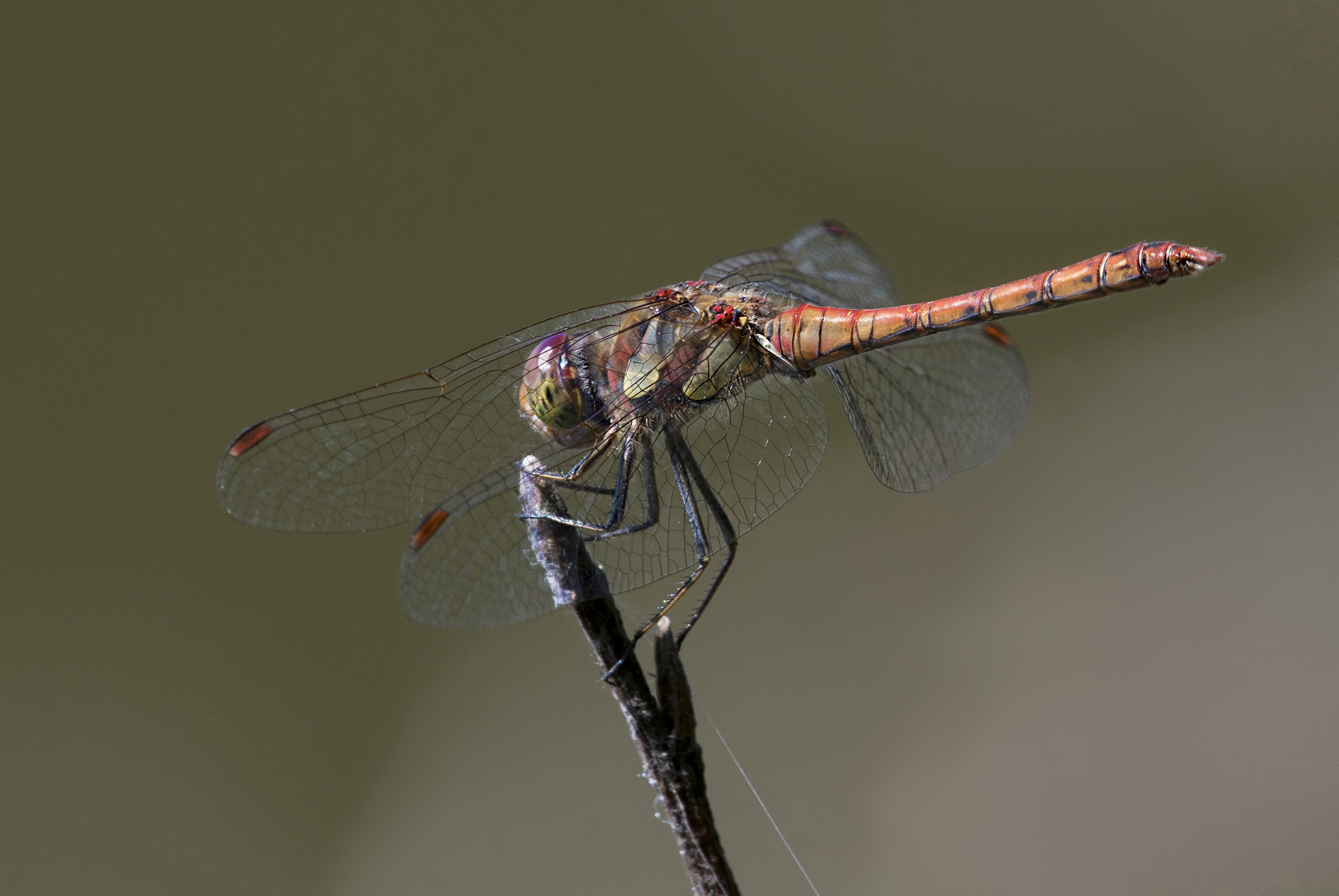 dragonfly Sympetrum Striolatum