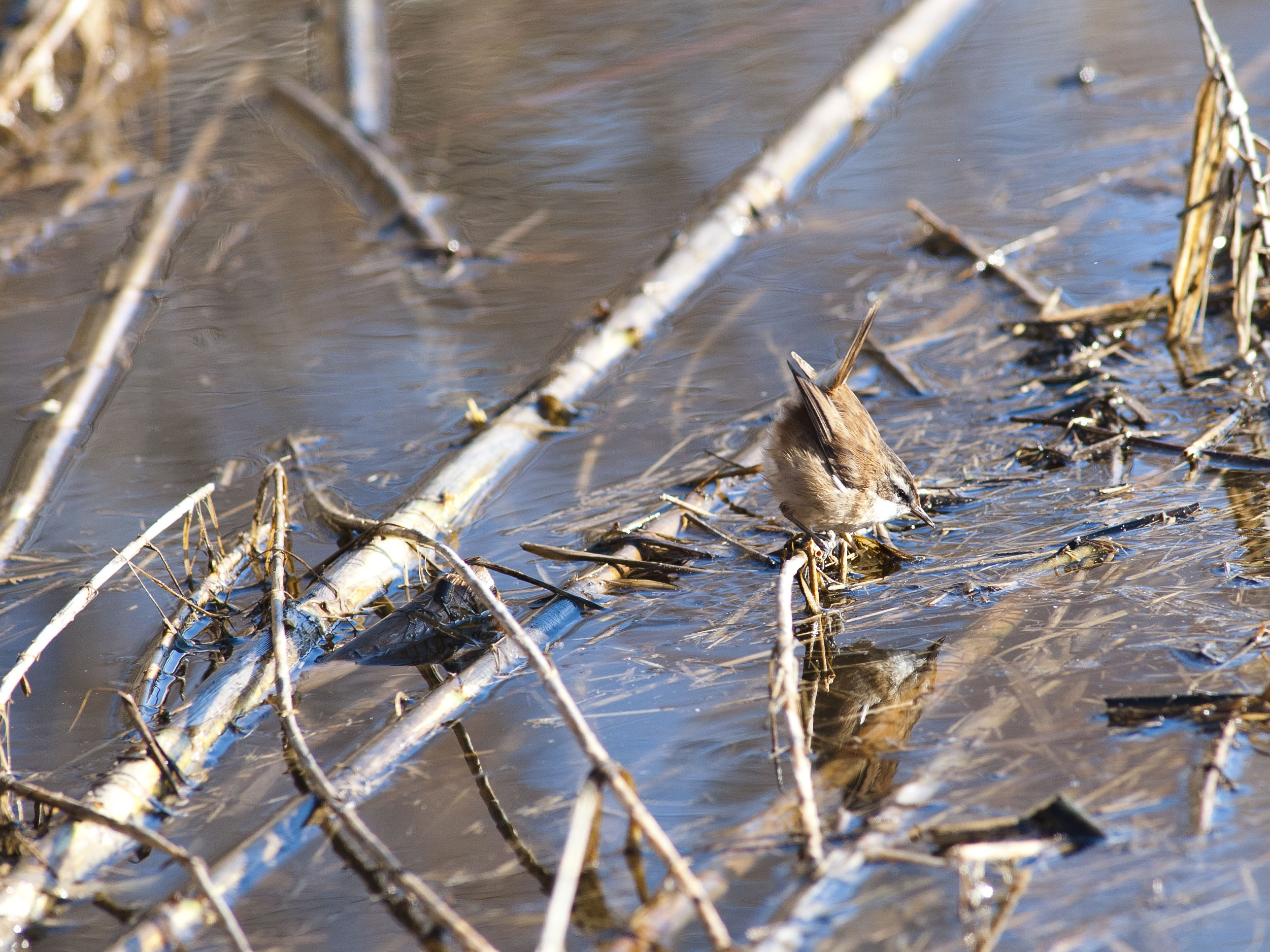 piccolino forapaglie