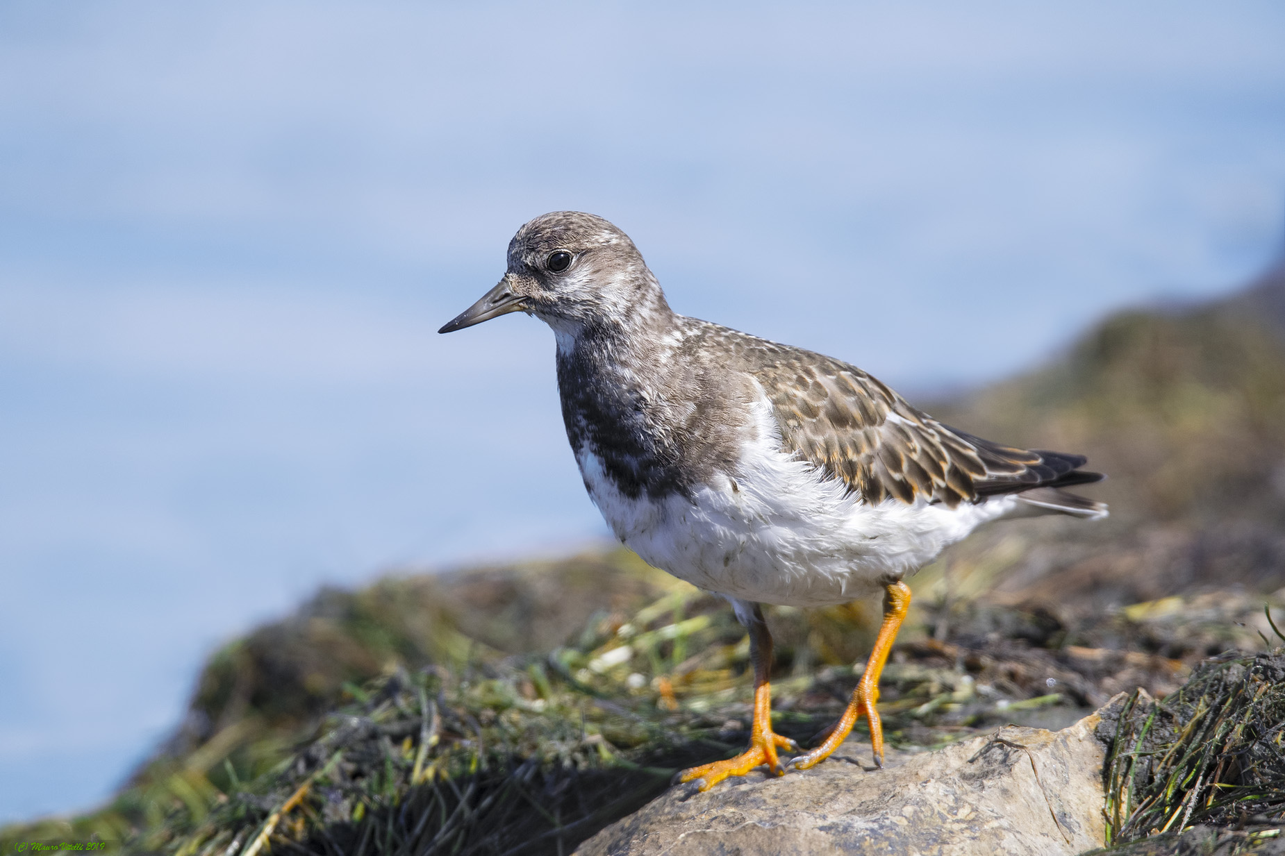 Voltapietre (Arenaria interpres)