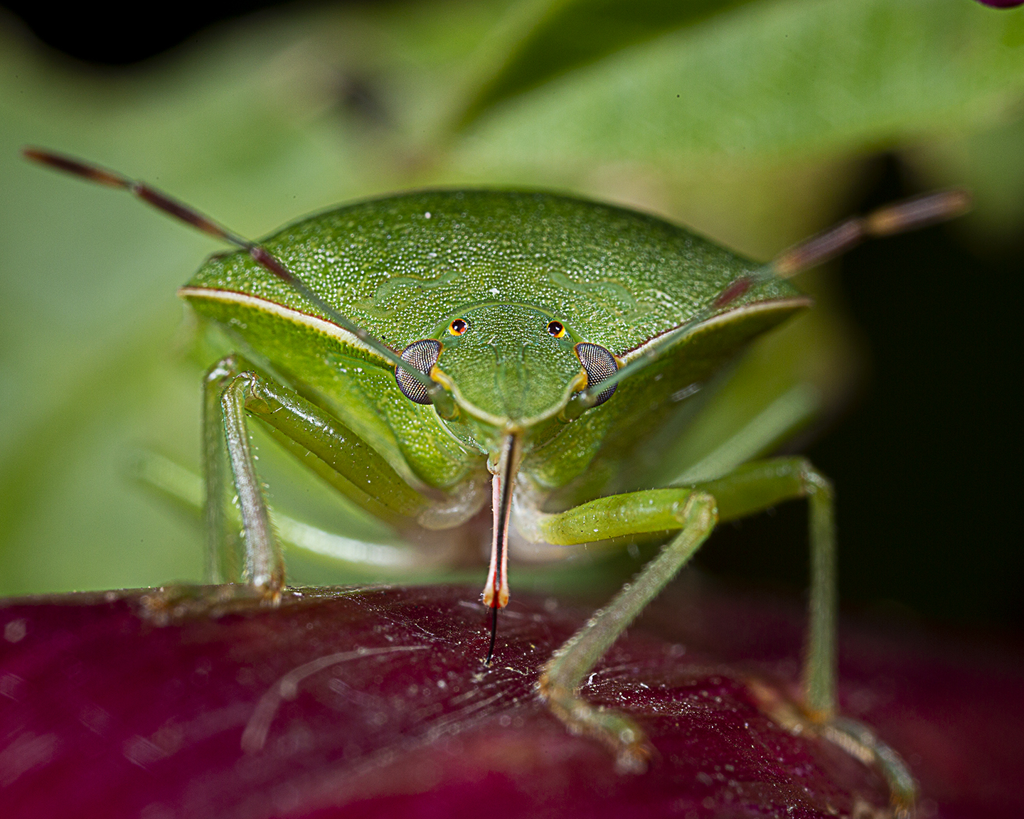 and let's drink I'm chinotto.....