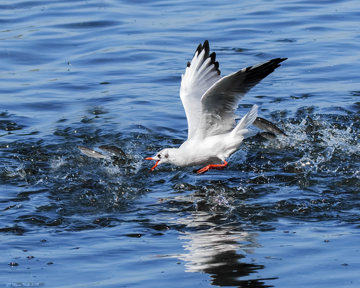 A Foolproof Killer (Common Seagull)