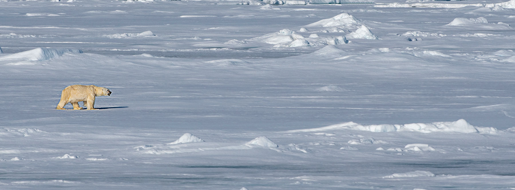 finchè c'è pack c'è speranza