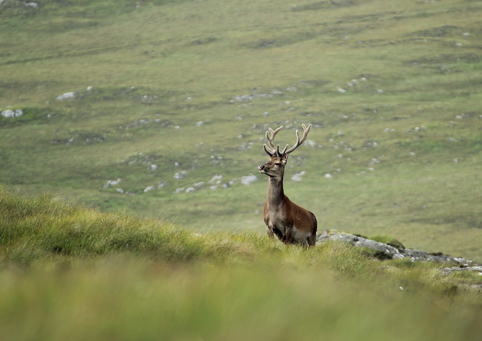 Nice deer