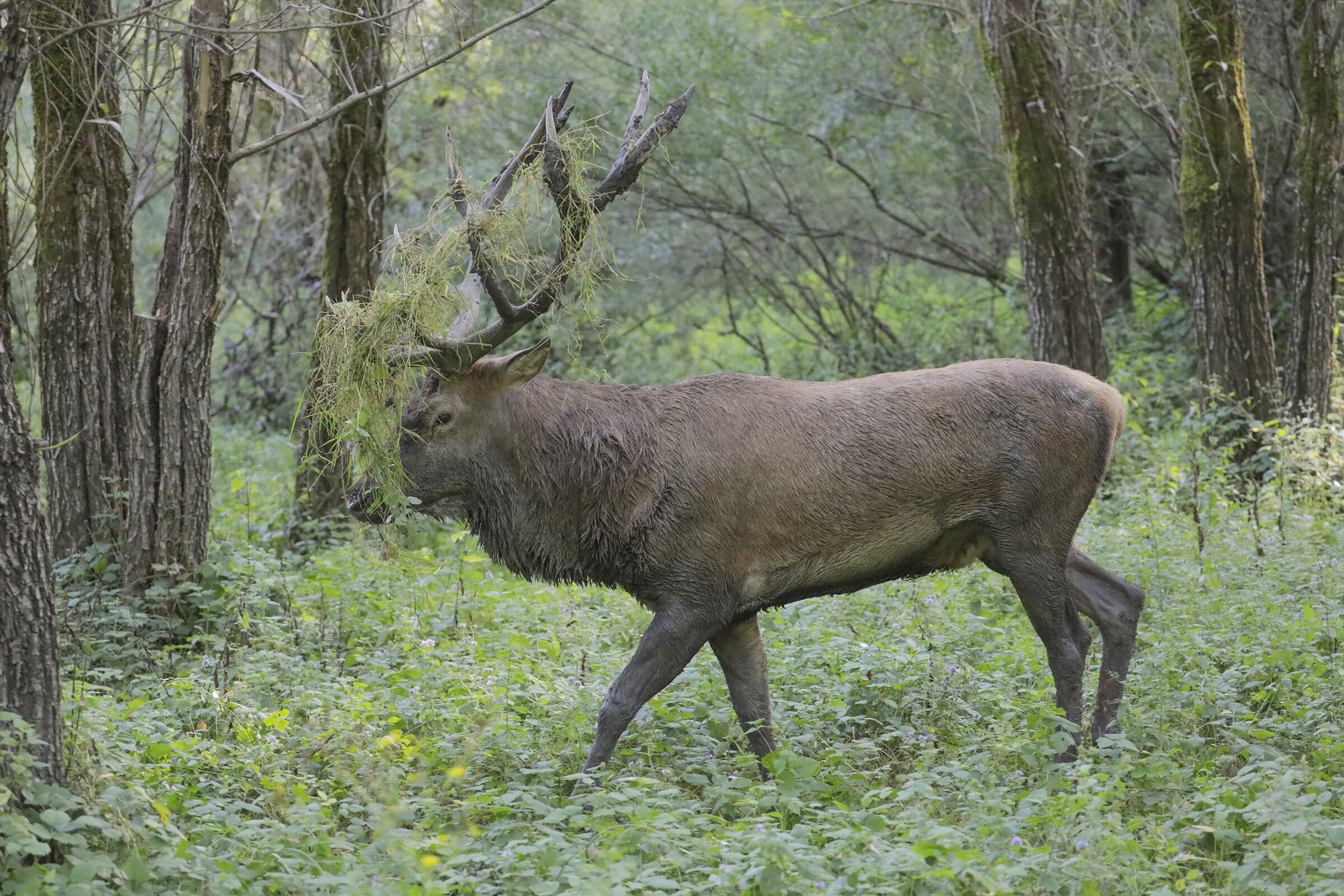 deer in the mating period