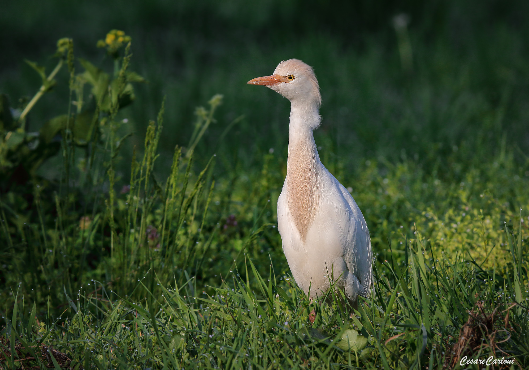 Heron guardbuoi (Bubulcus Ibis)