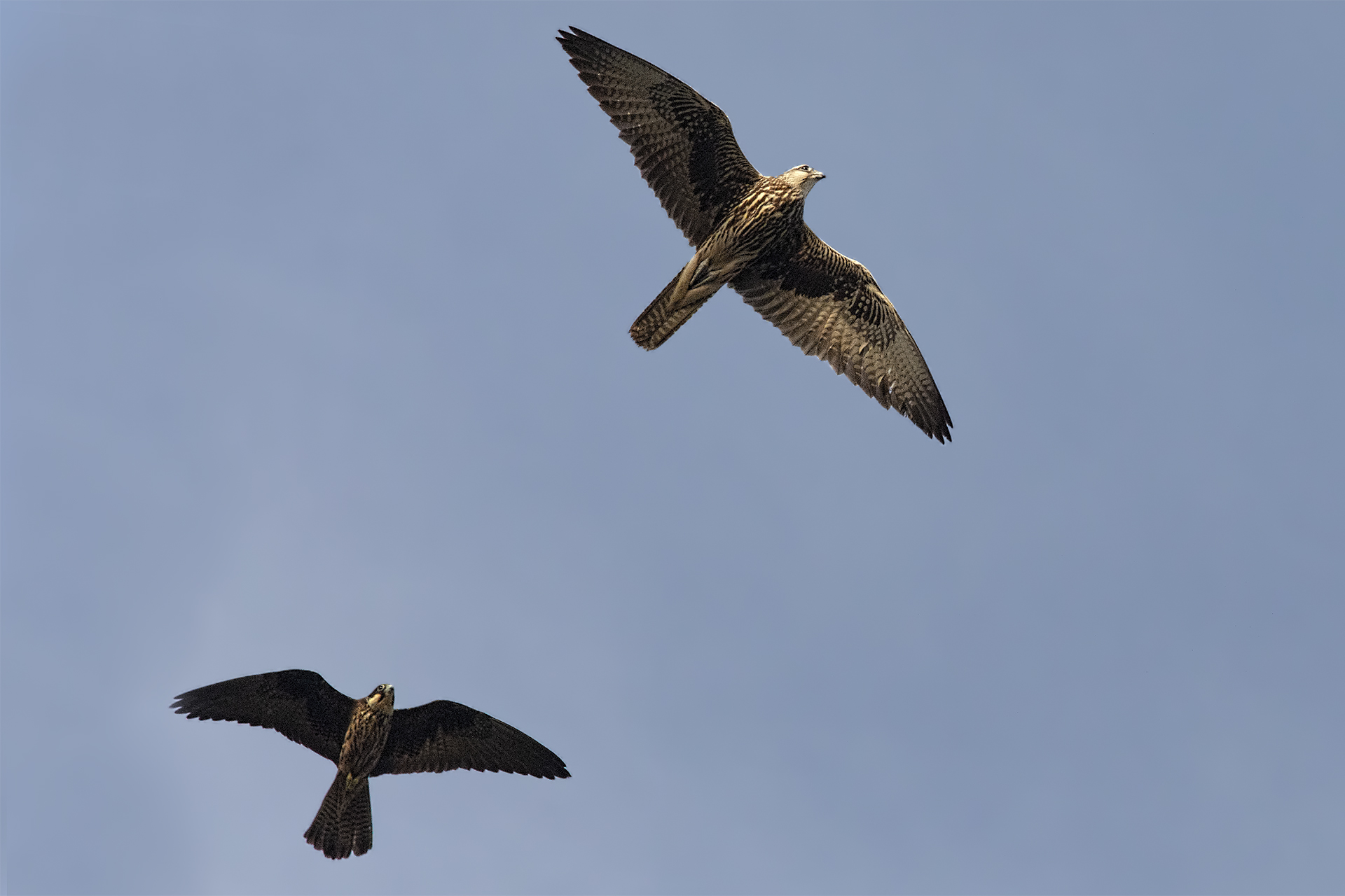 Un insolito incontro