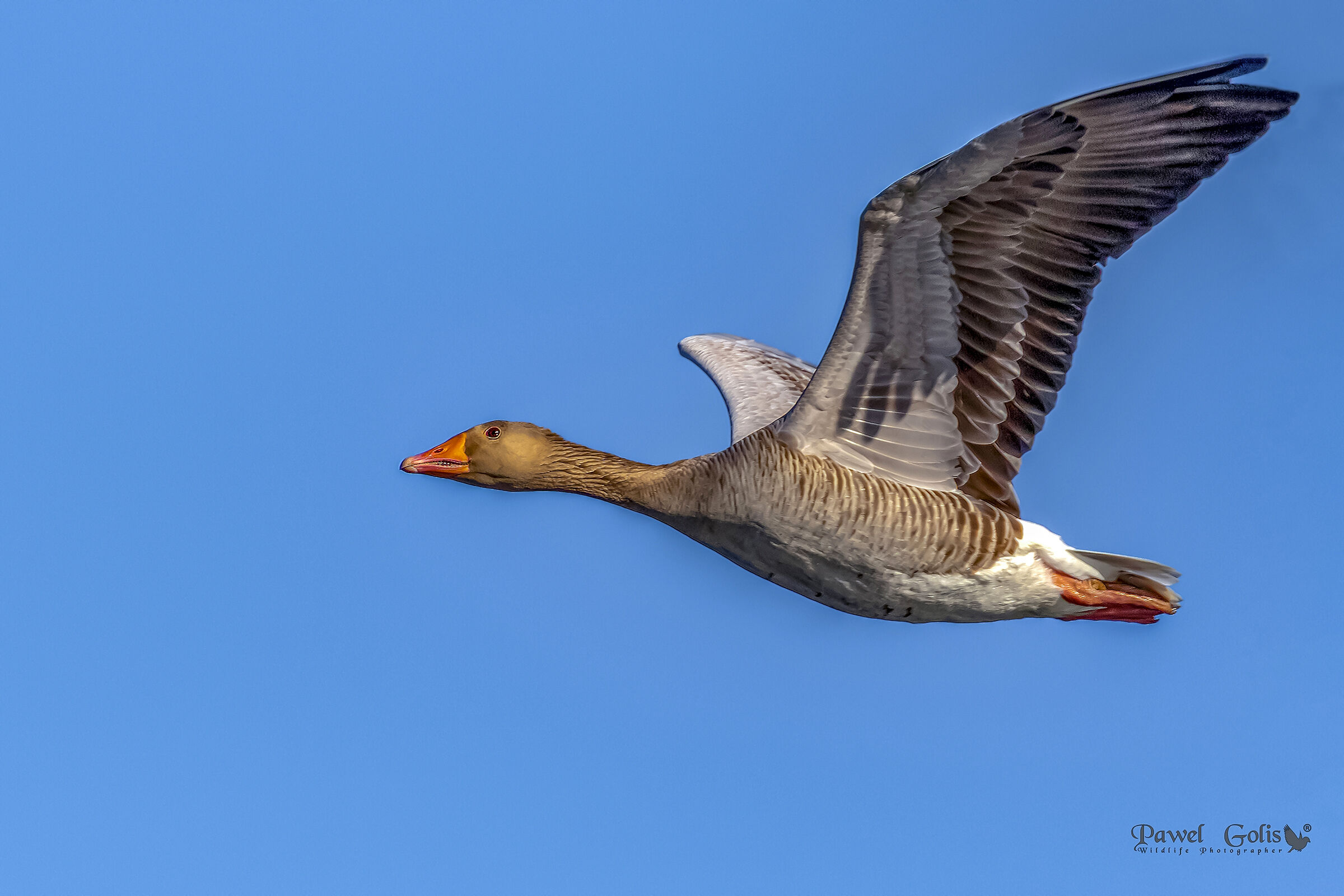 Greylag oca (Anser anser) in Fly