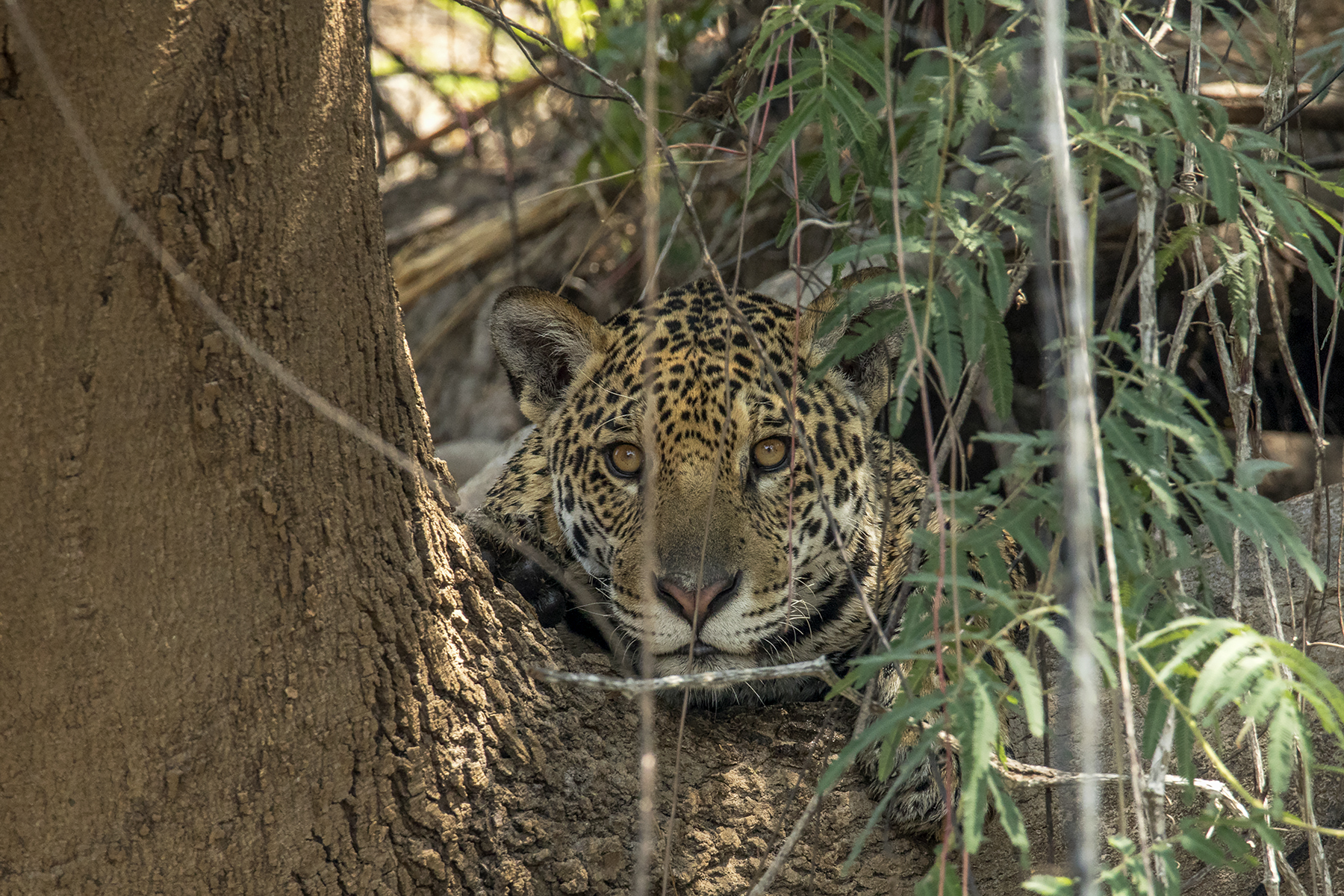 The Jaguar of the Pantanal