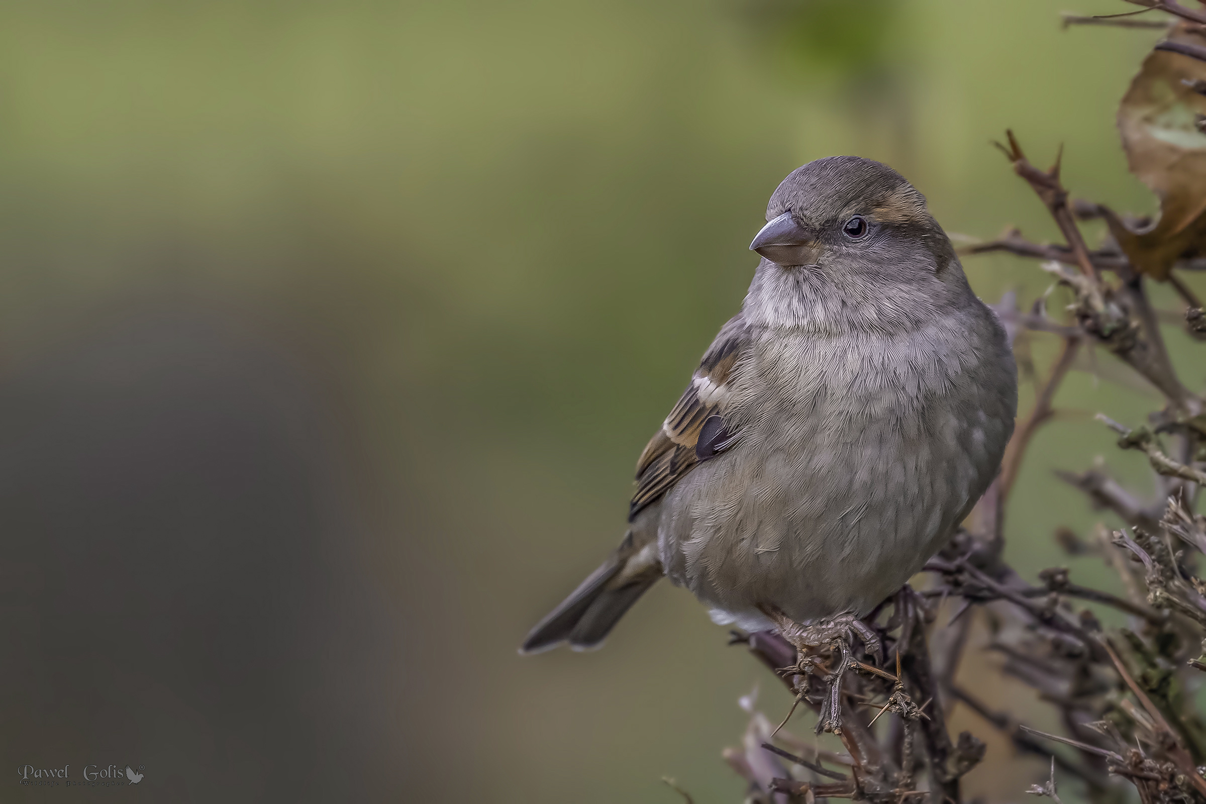 Passero di casa (Passer domesticus)