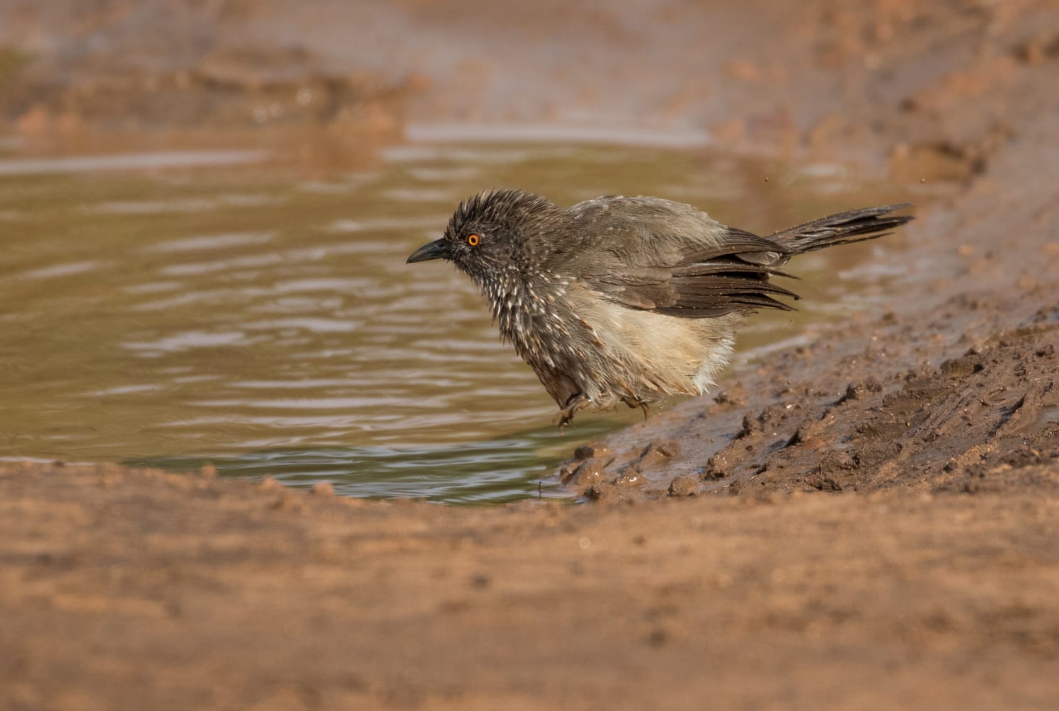 L'ora del bagno... di fango
