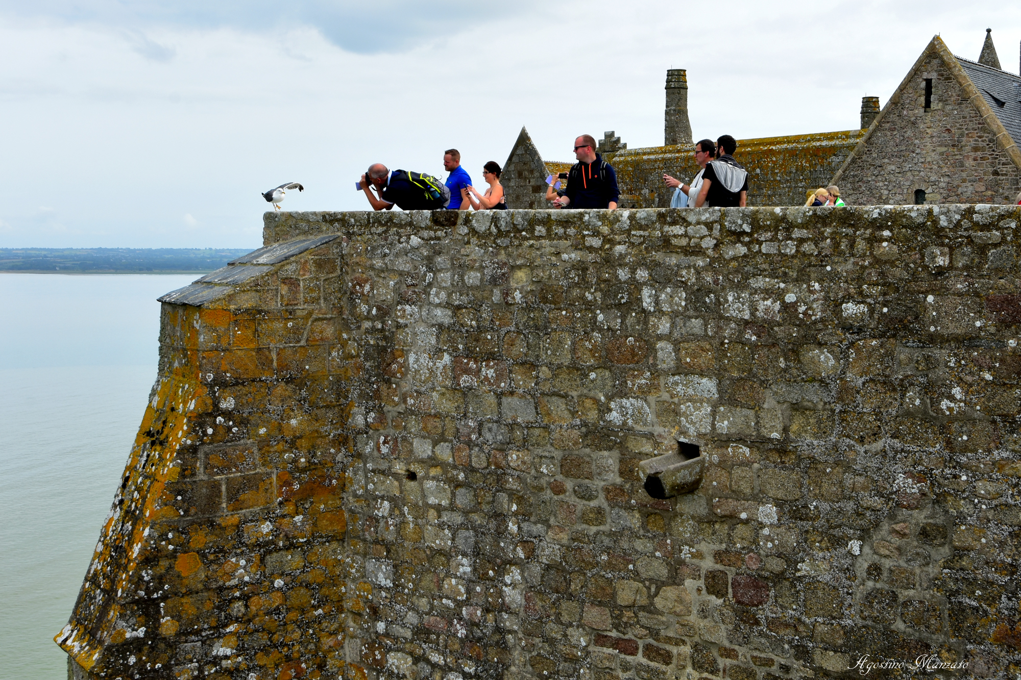 Il gabbiano in posa si è stufato