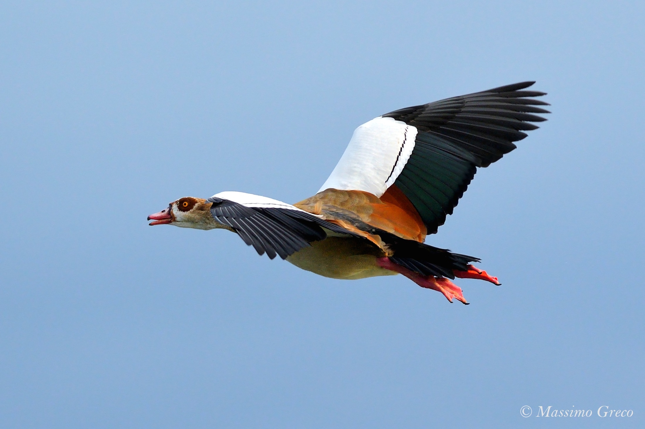 Egyptian goose