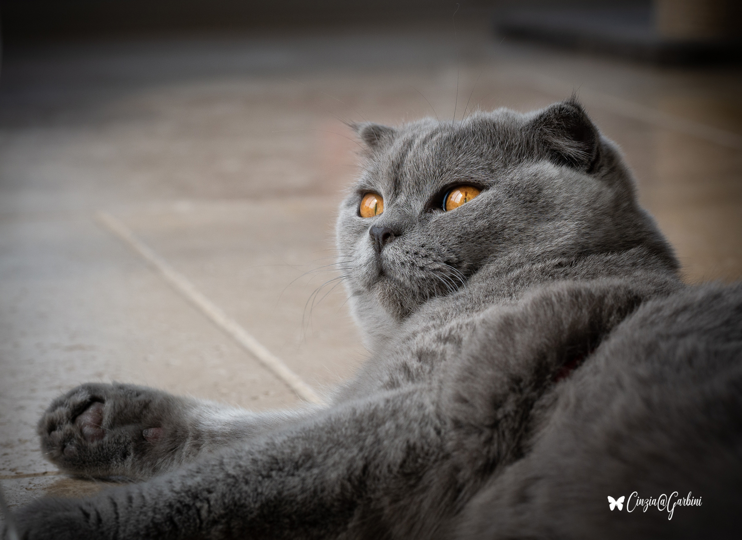 just photo! Feline relaxation