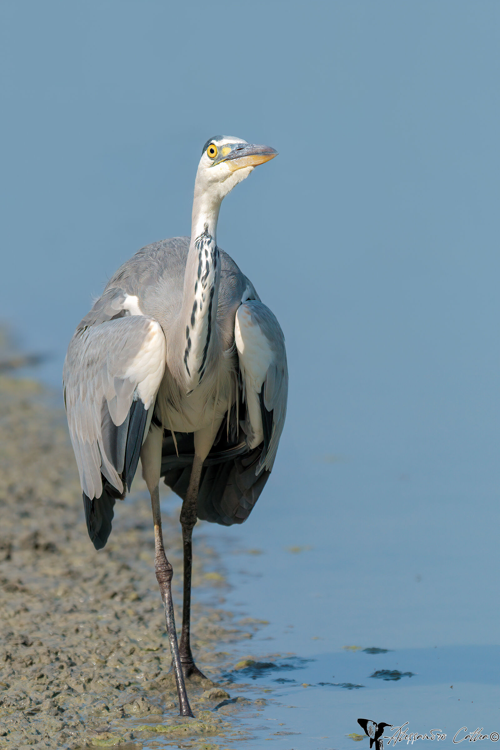 Ed ecco a voi un Velociraptor