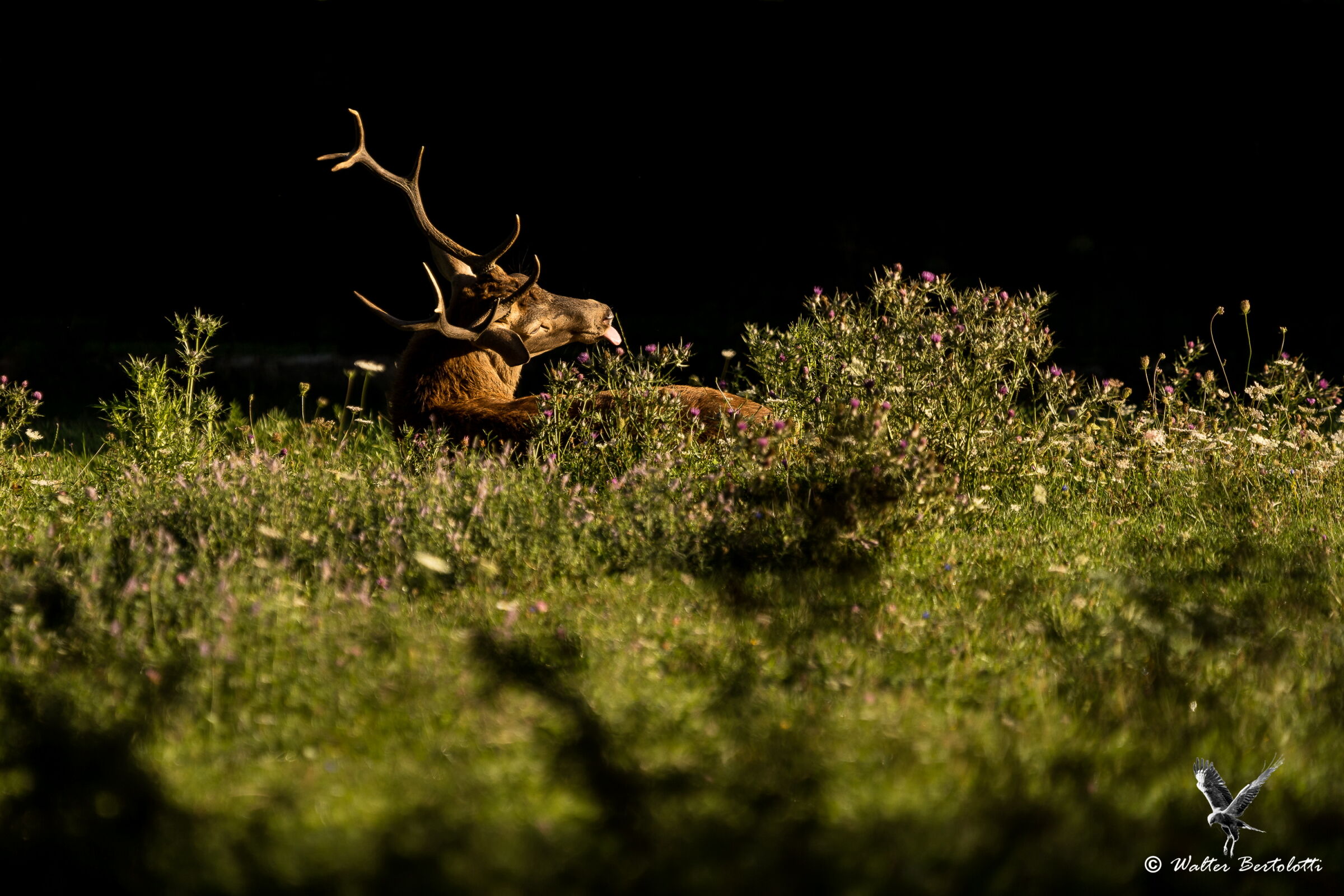e io ti faccio la lingua!