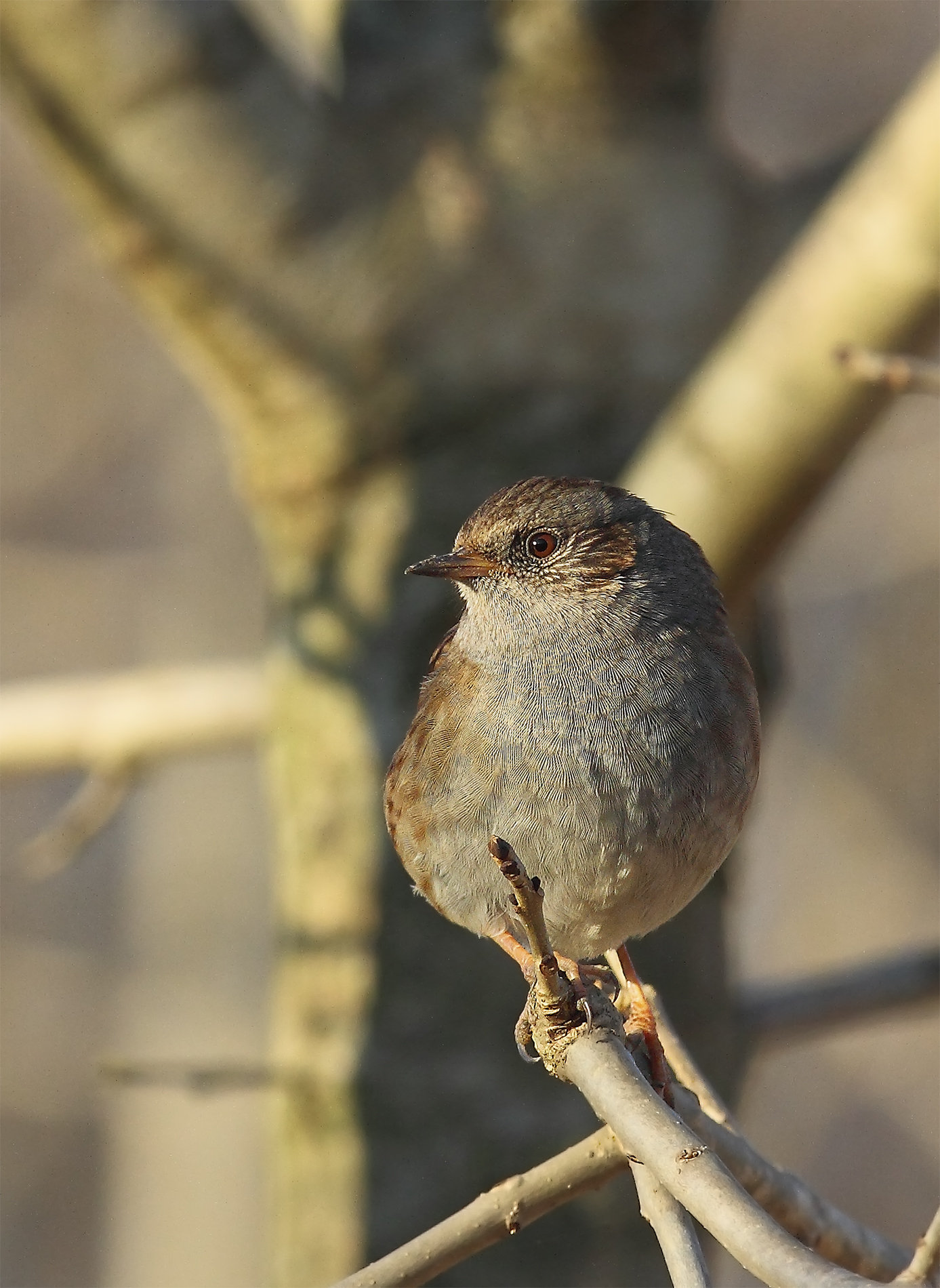 Dunnock (male)