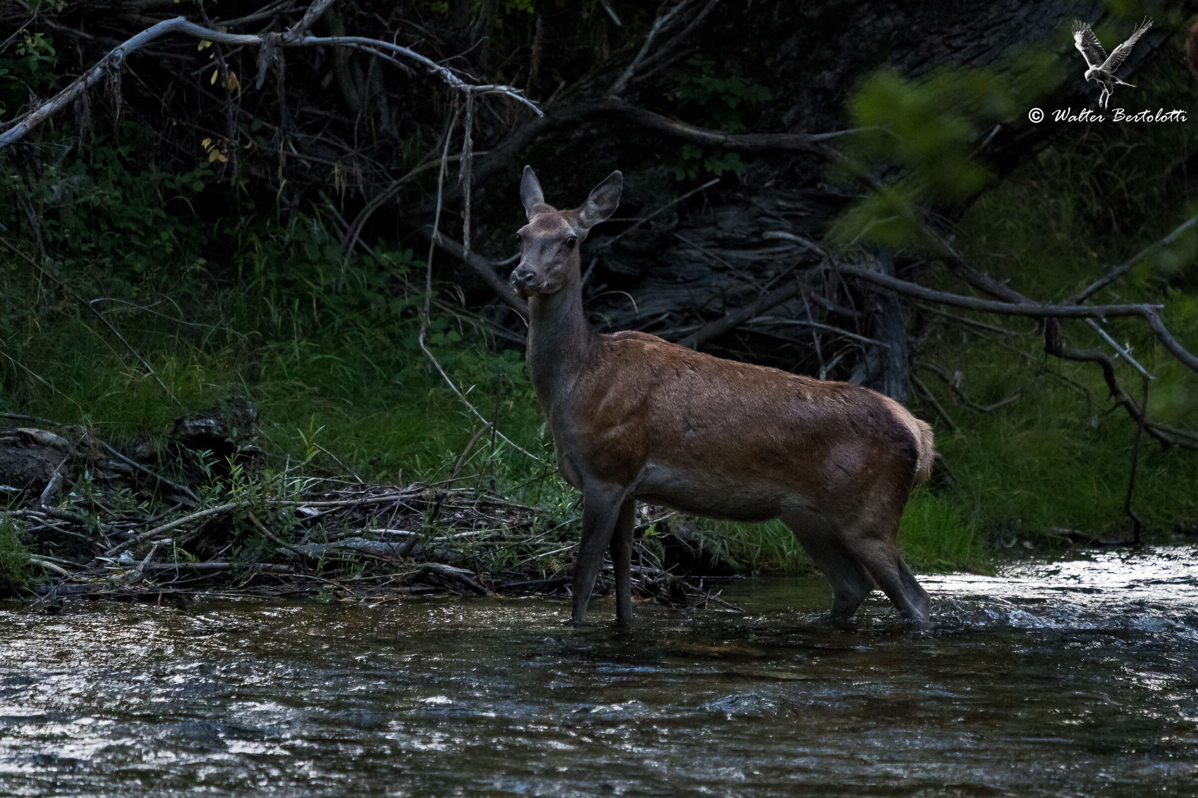 nel mezzo del cammin...
