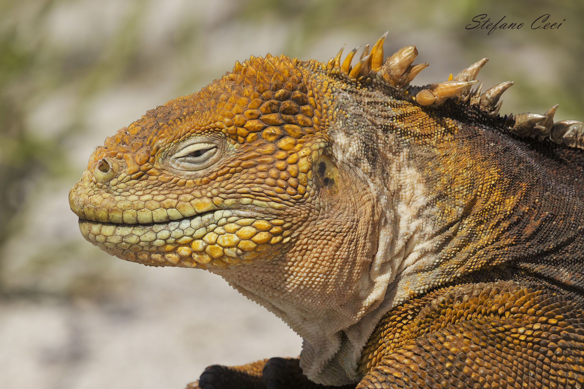 Earth's Iguana