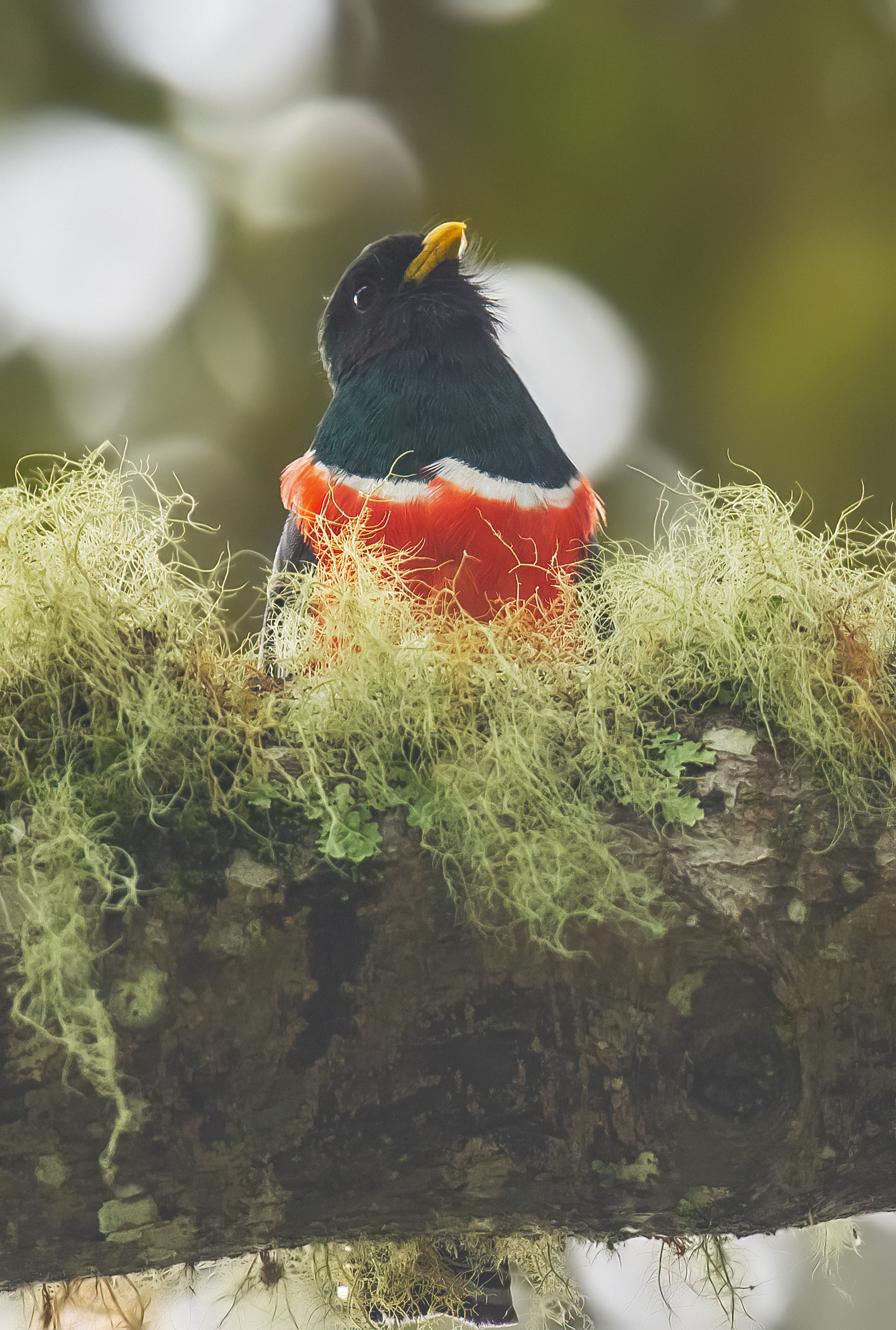 trogon clored mascherato