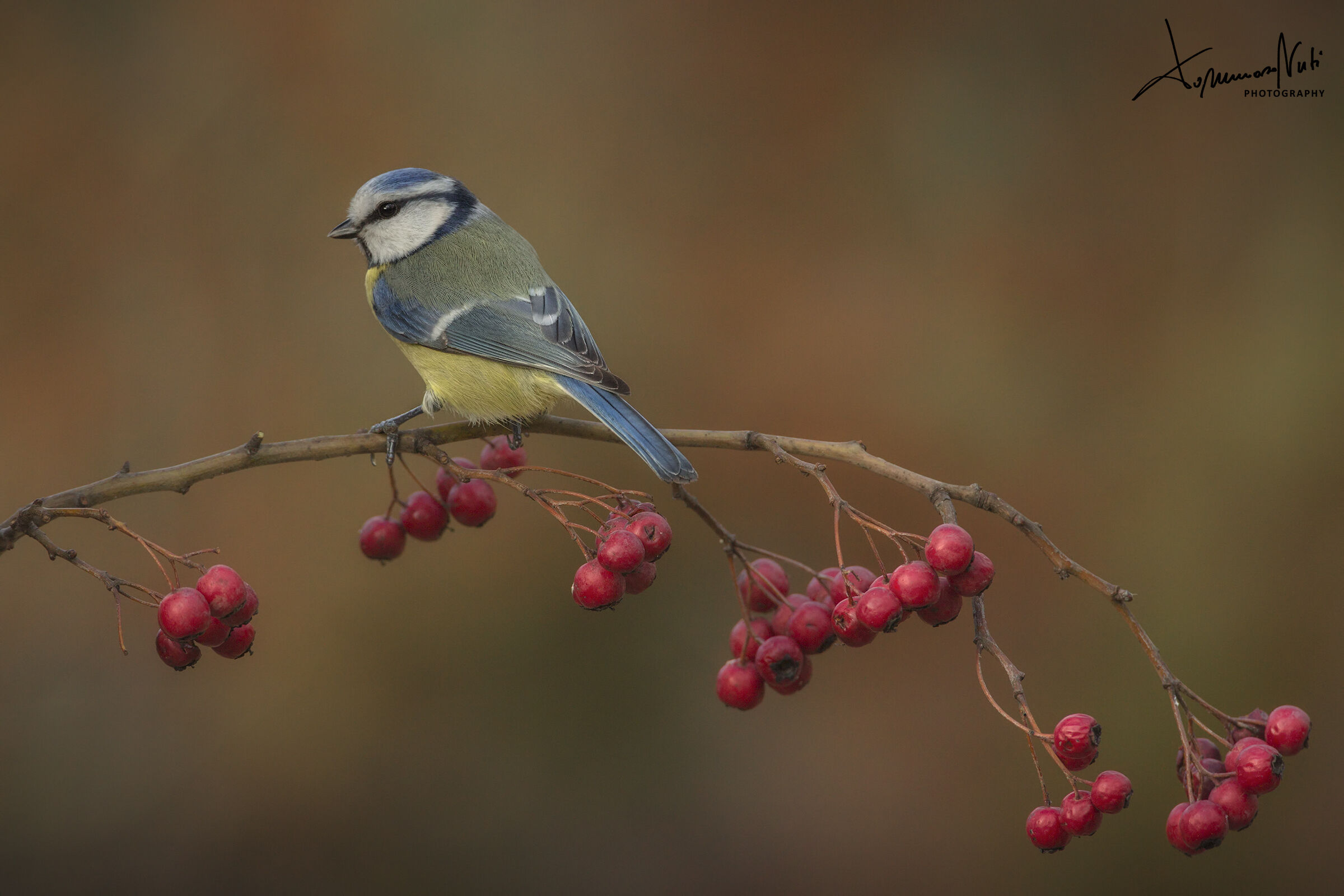 Cinciarella (Cyanistes caeruleus)