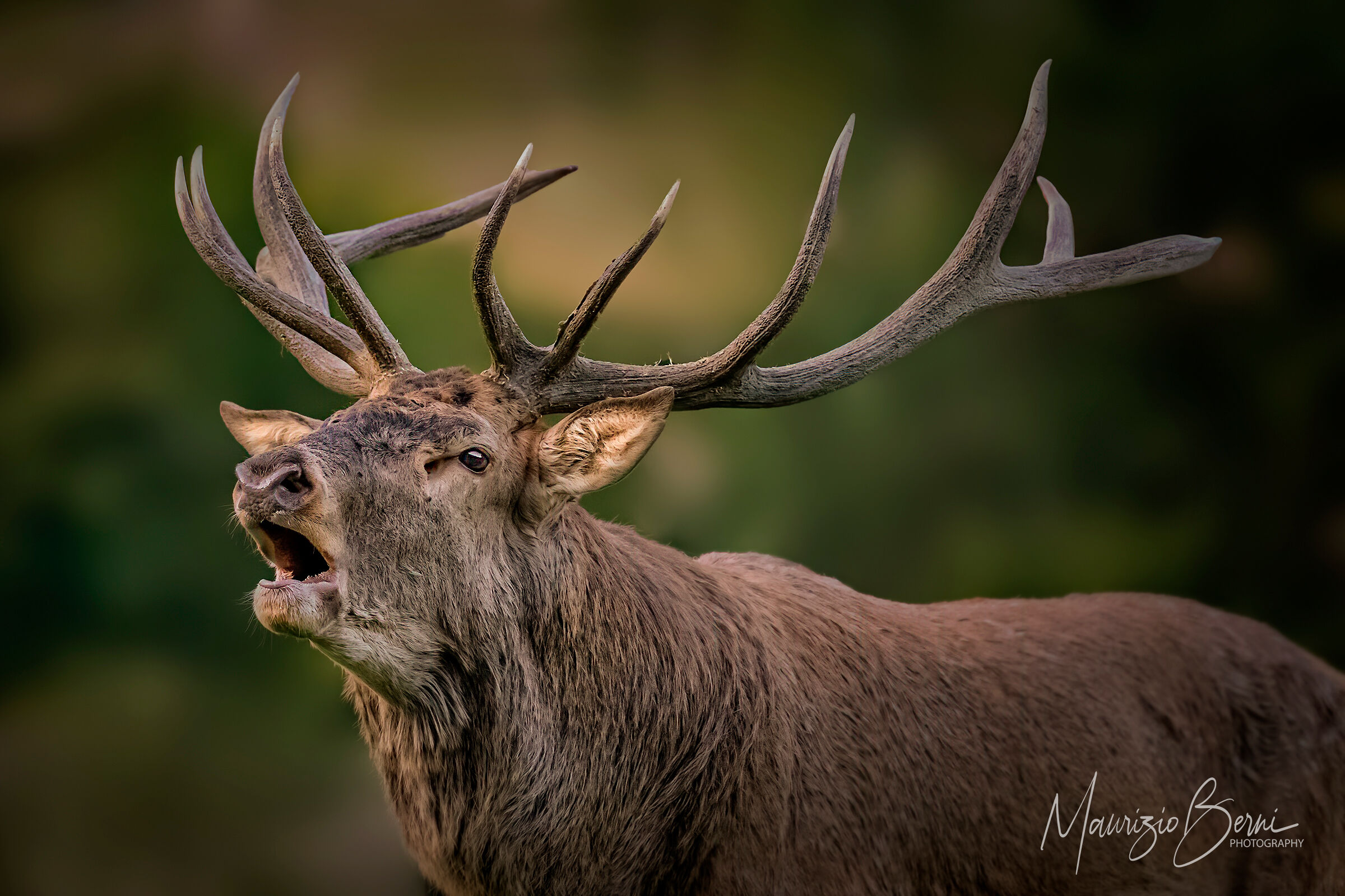 Abruzzo, il canto del RE è tornato