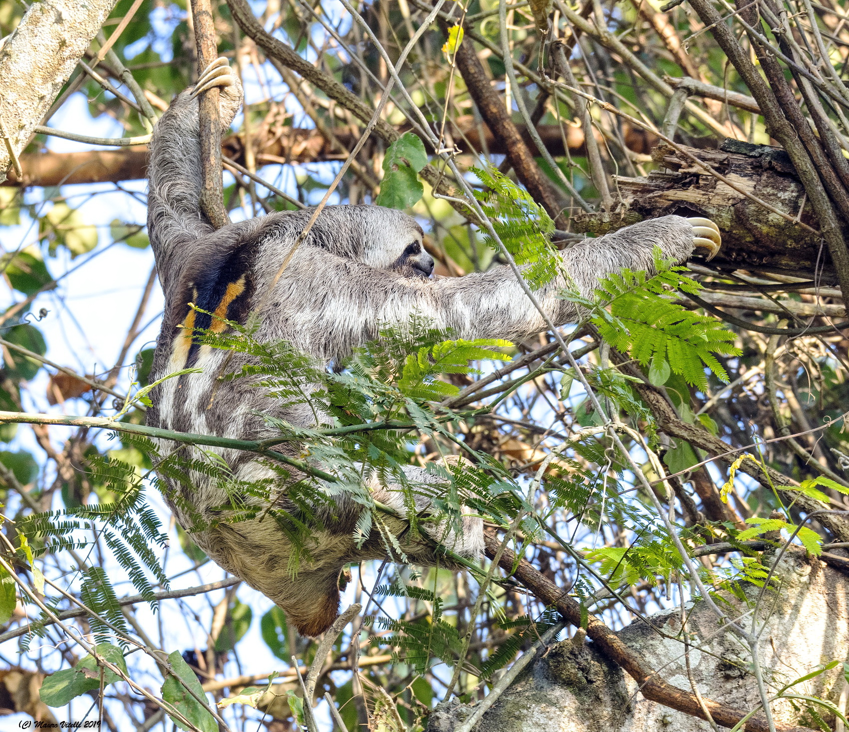 Bradipo (Peruvian Amazon)