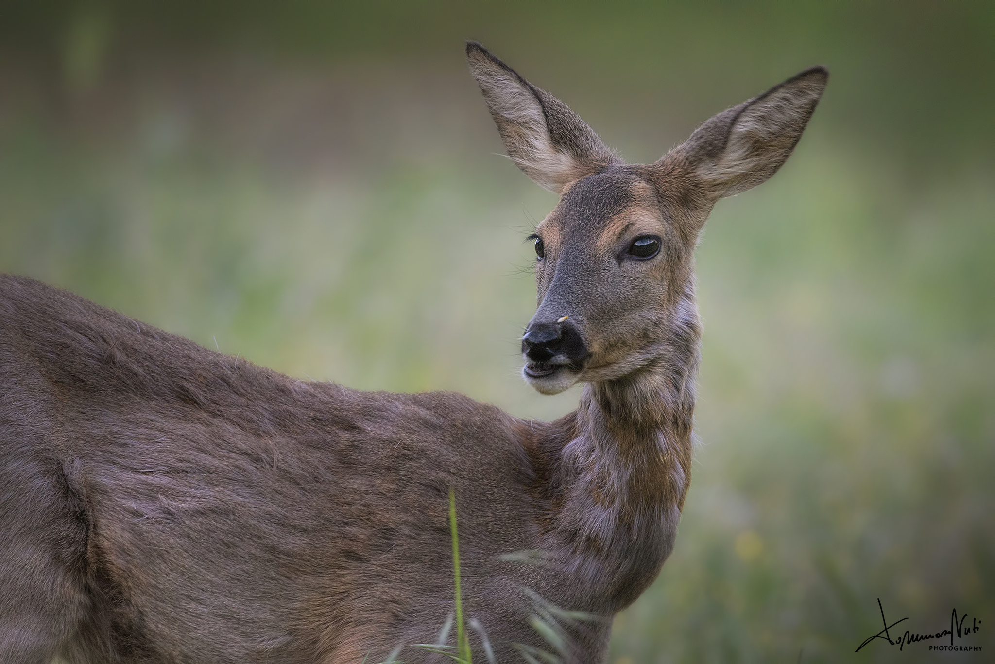 Roe deer (Capreolus capreolus)