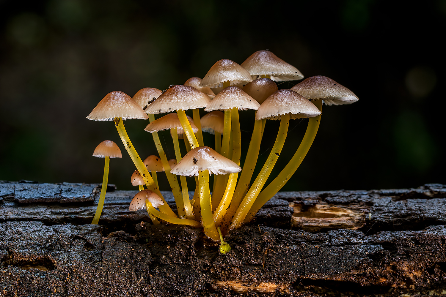 Mycena renatii.