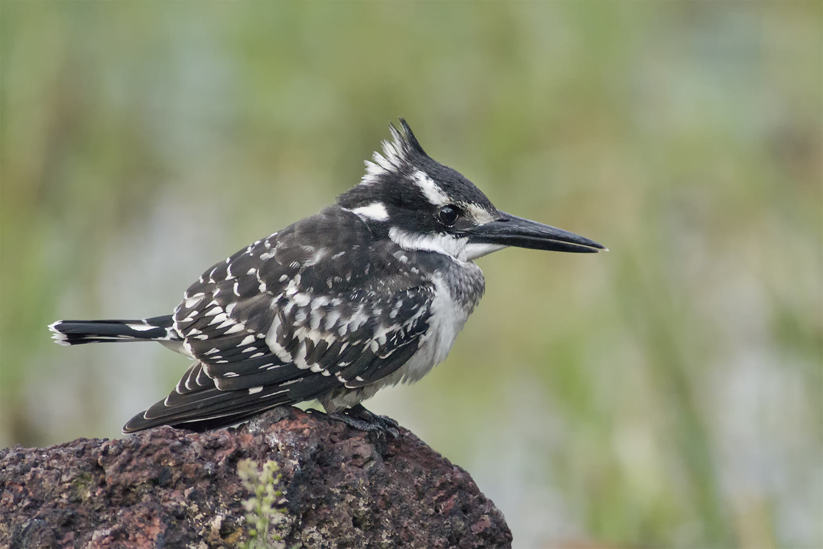 Pied Kingfisher